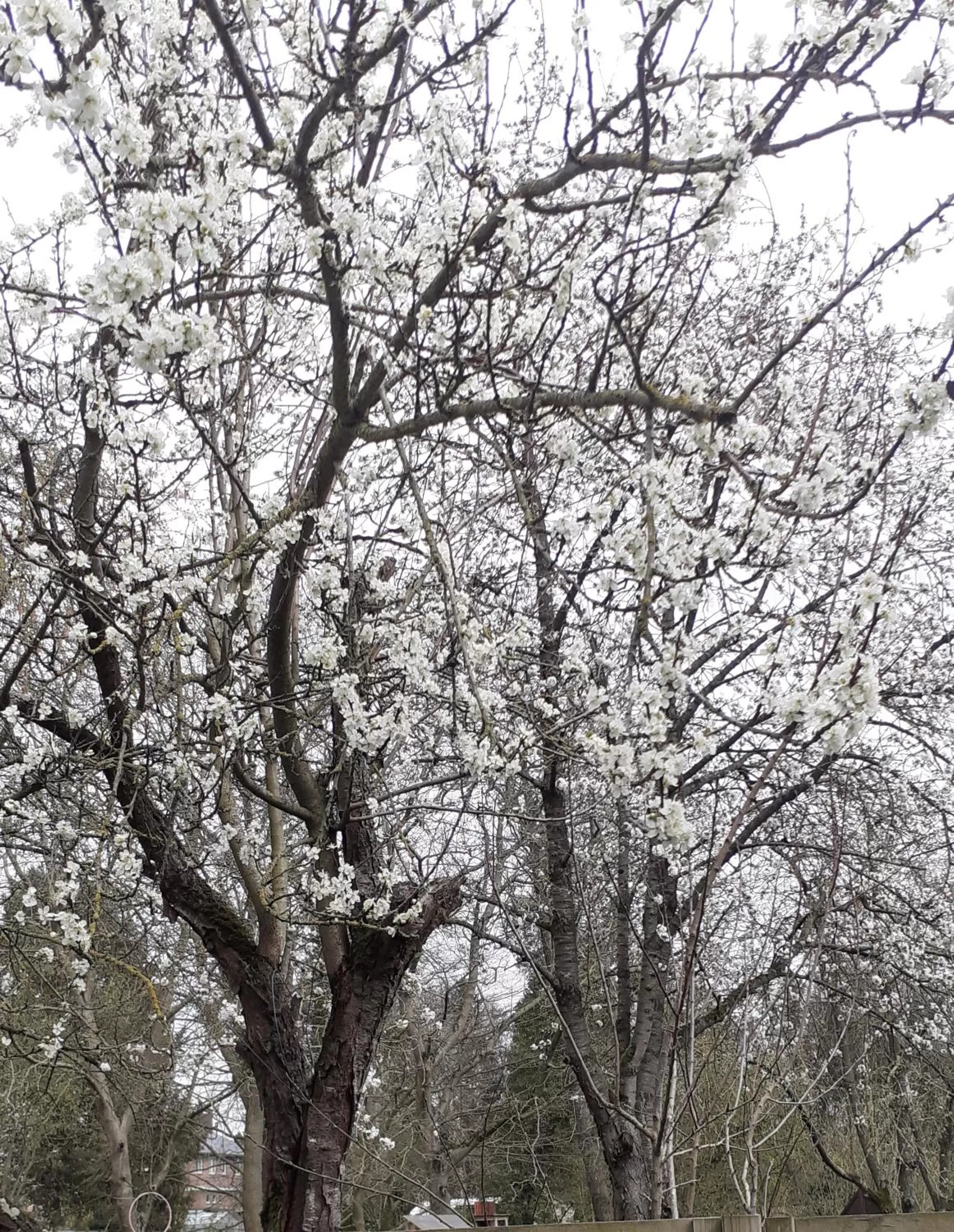 Spring in B&B De Dubbelmolen