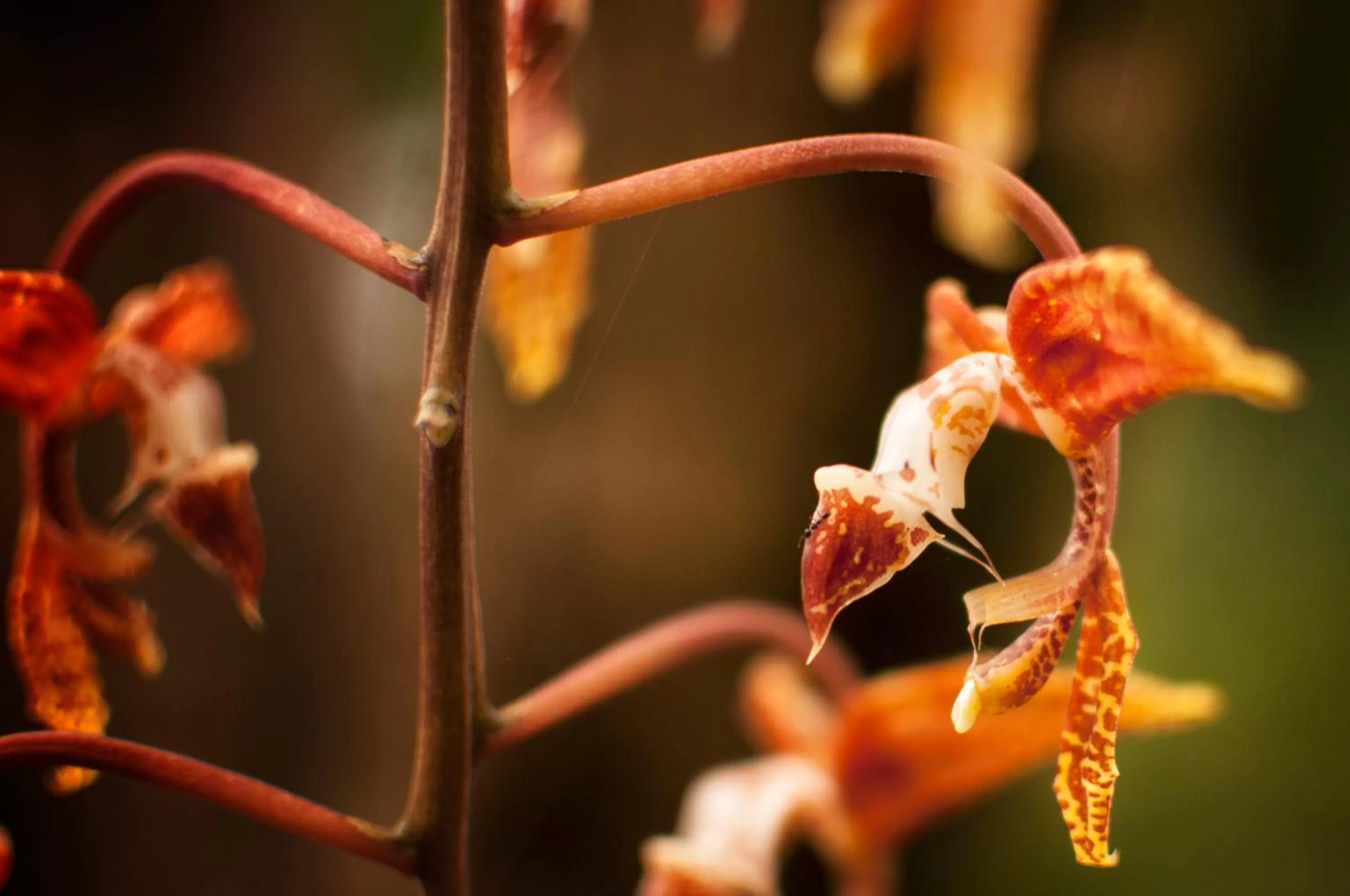 Garden, Food in Spa Hosteria Miramelindo