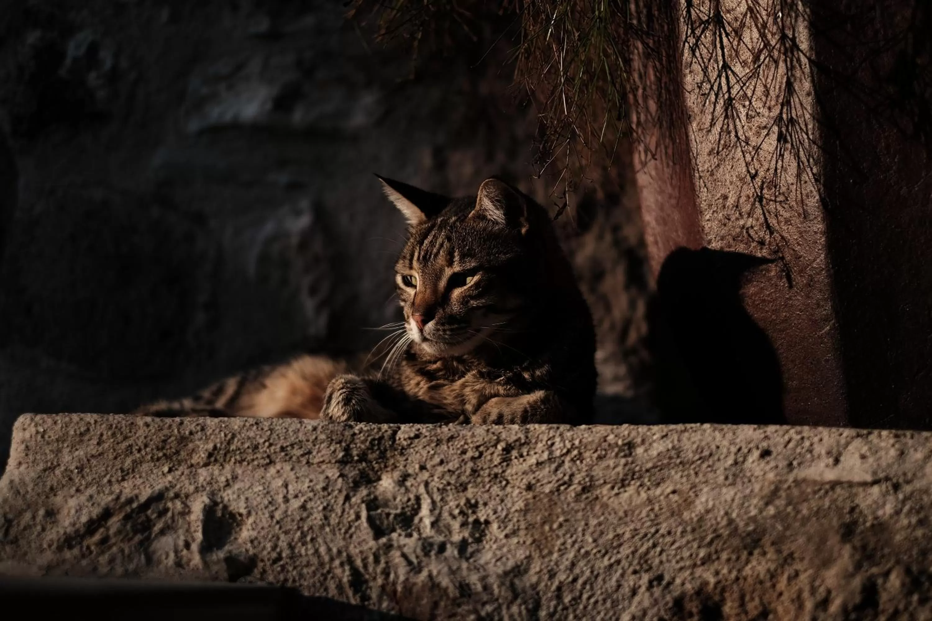 Pets in Ha La Bodrum