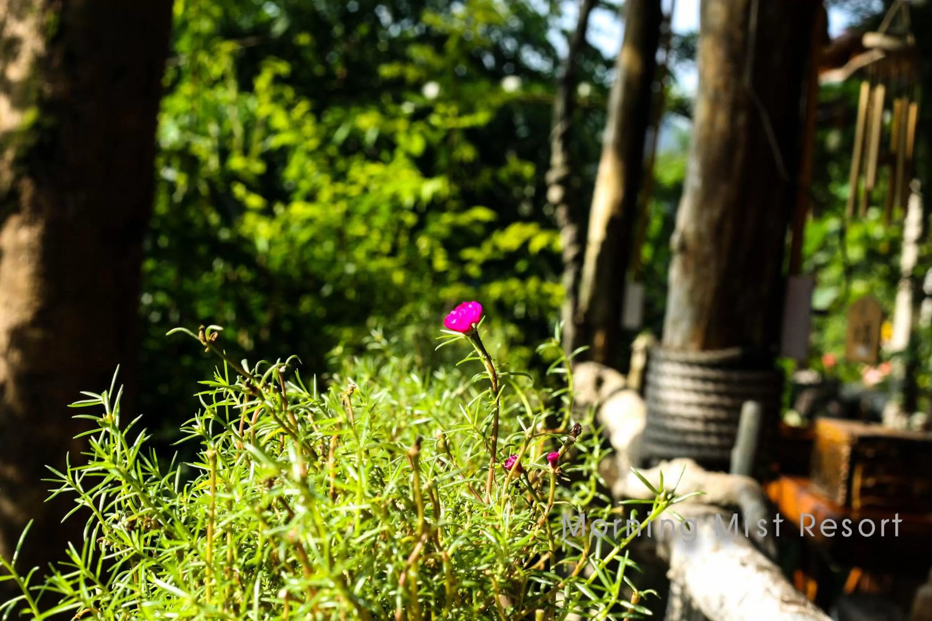 Restaurant/places to eat in Khao Sok Morning Mist Resort
