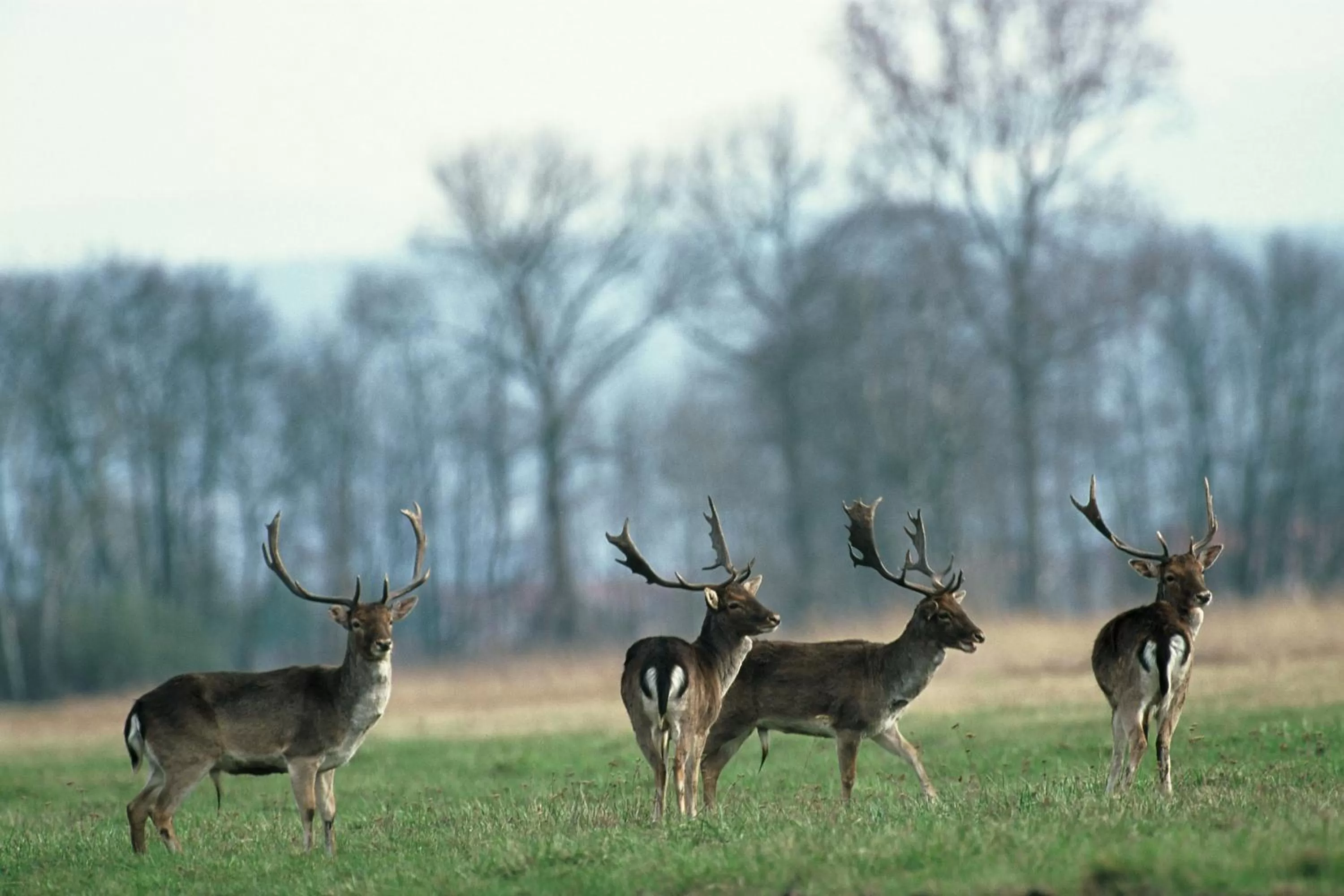 Animals, Pets in Hotel Restaurant De l'Illwald