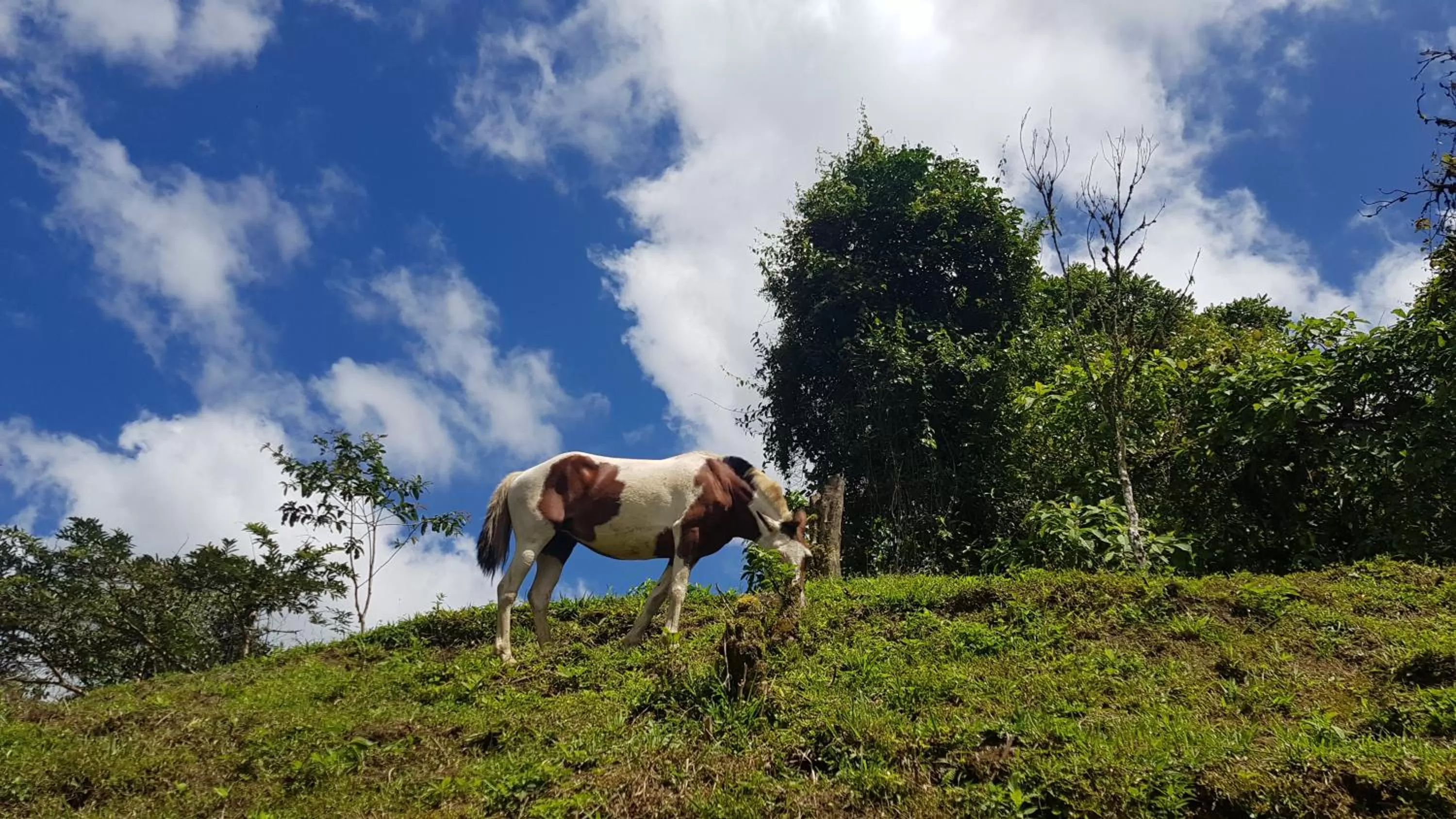 Horse-riding, Other Animals in Hotel Rivel - Adventure & Nature Retreat