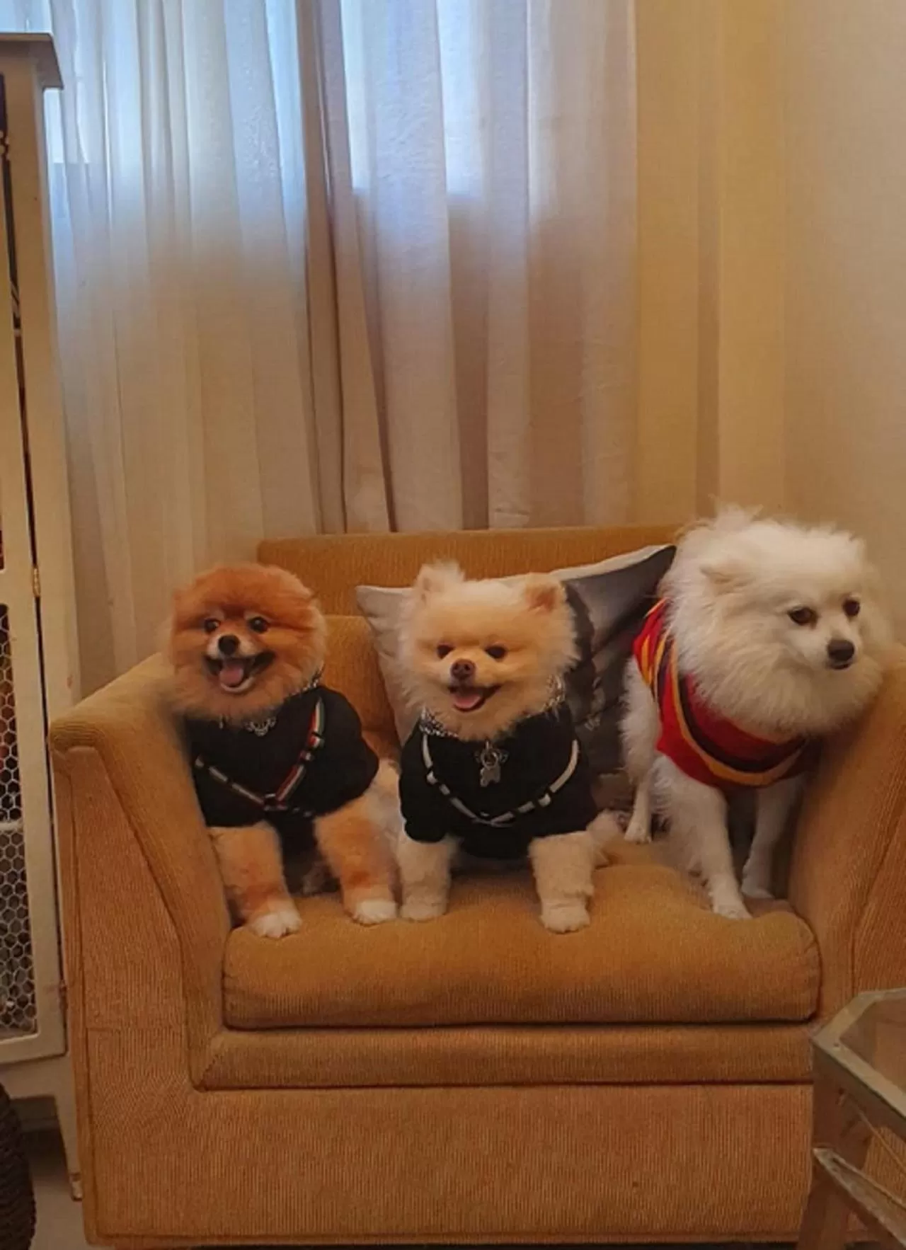 Seating area, Pets in Costa Maris Beach Hotel Frente Mar