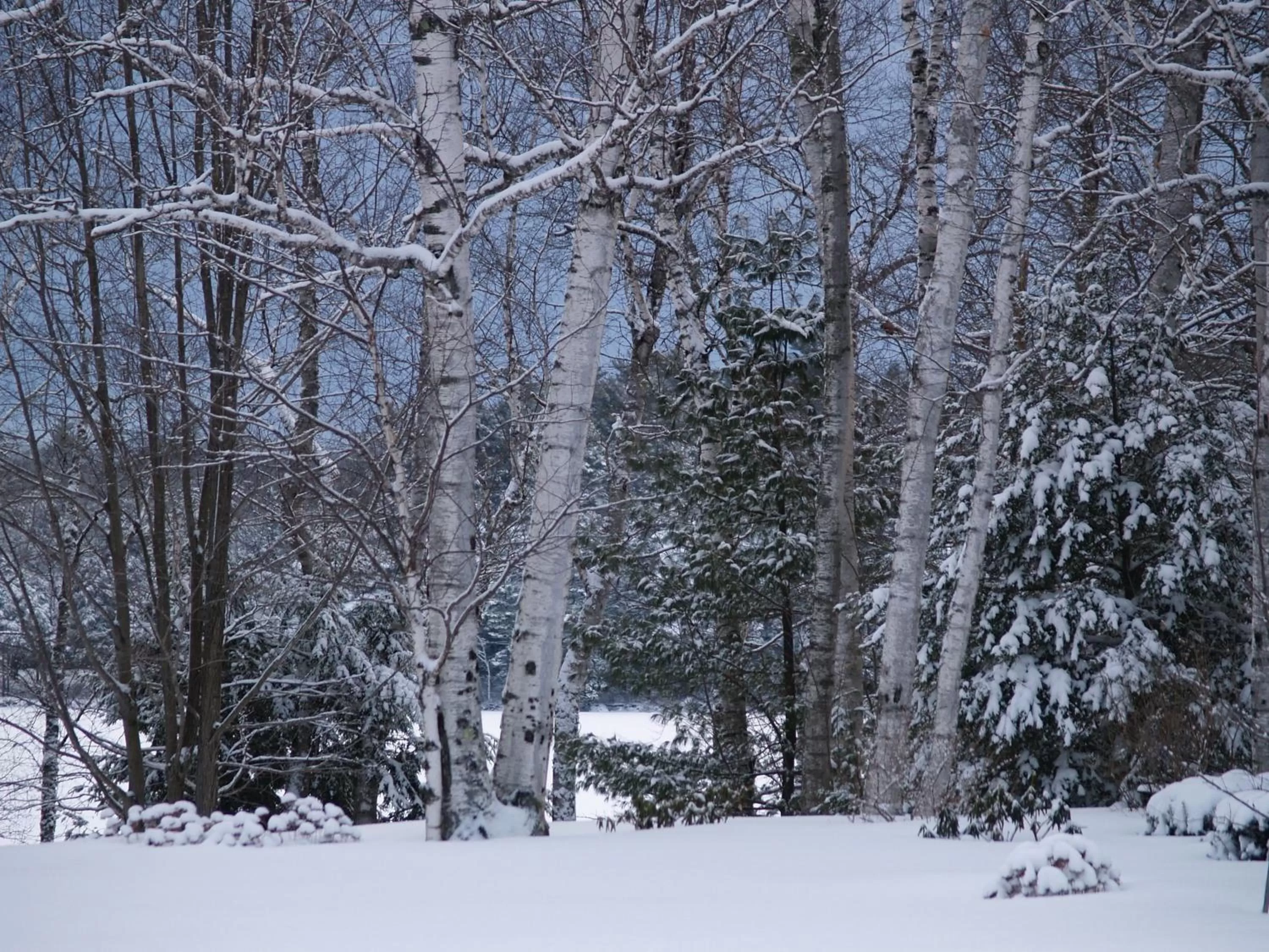 Natural landscape in Wilson Lake Inn