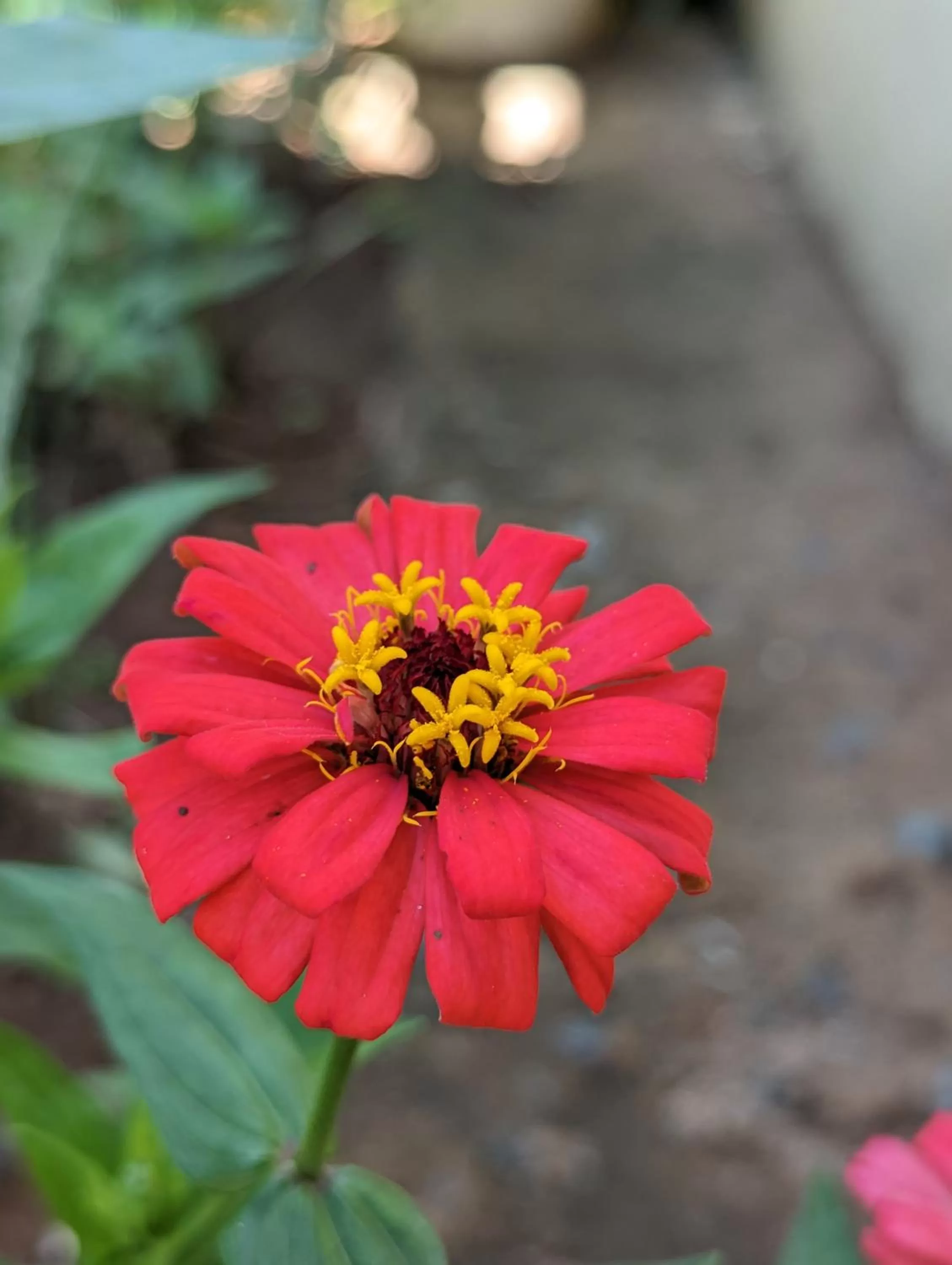 Garden in Annodas Homes Milimani Kisumu