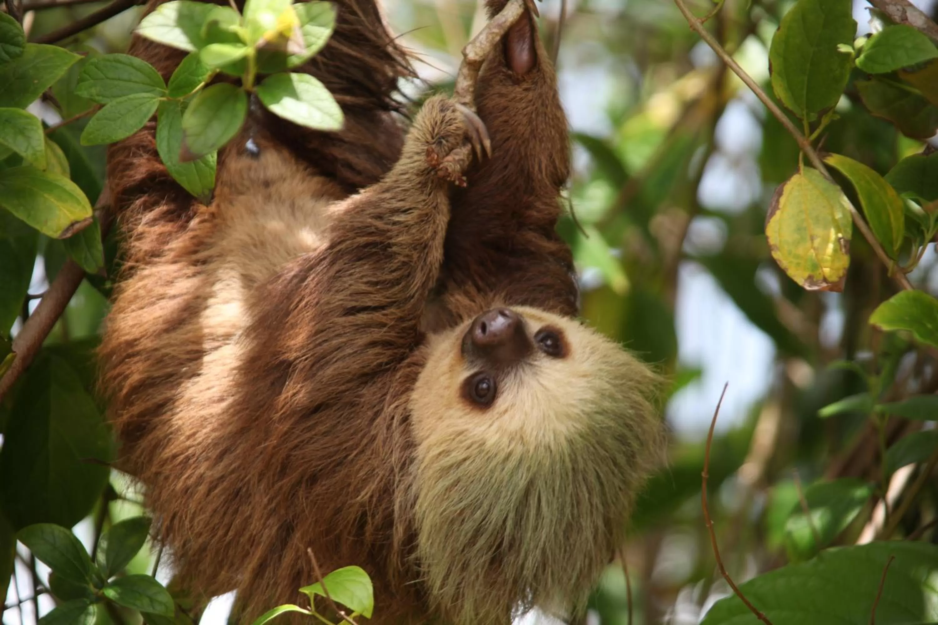 Garden in The Hummingbird