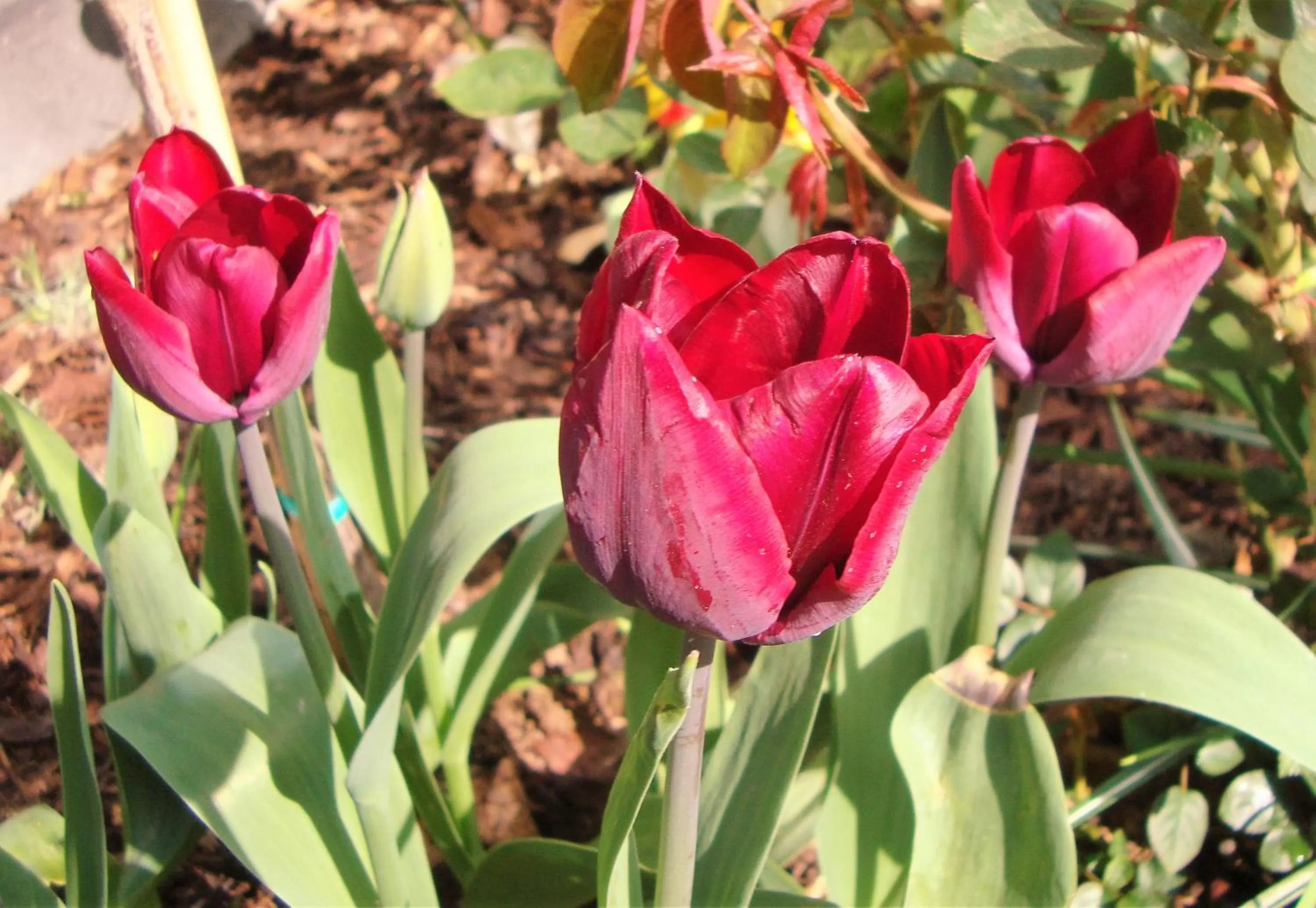 Garden in Vivere Ad Parcum - Bed And Breakfast