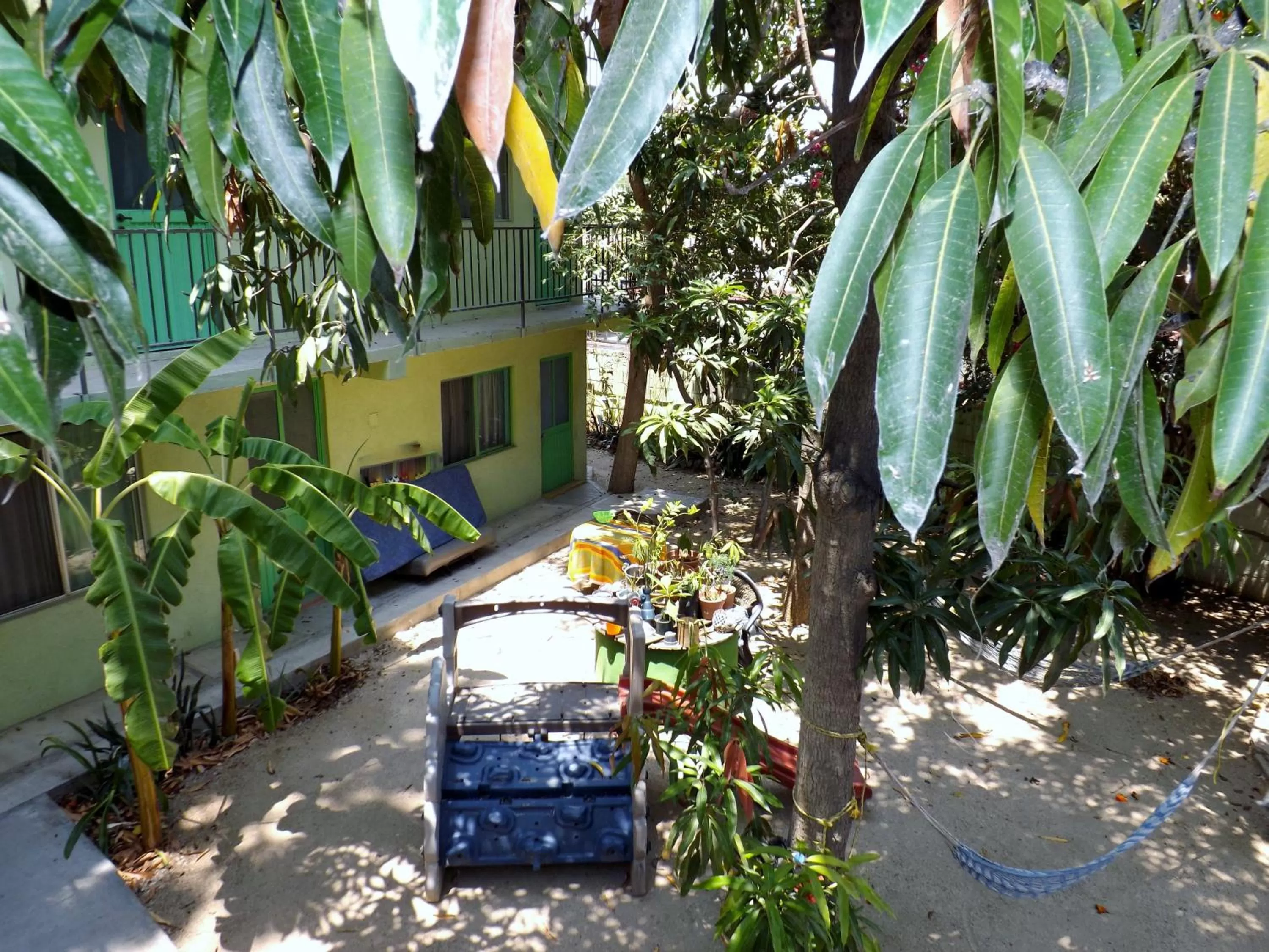 Garden in Hotel Posada Señor Mañana