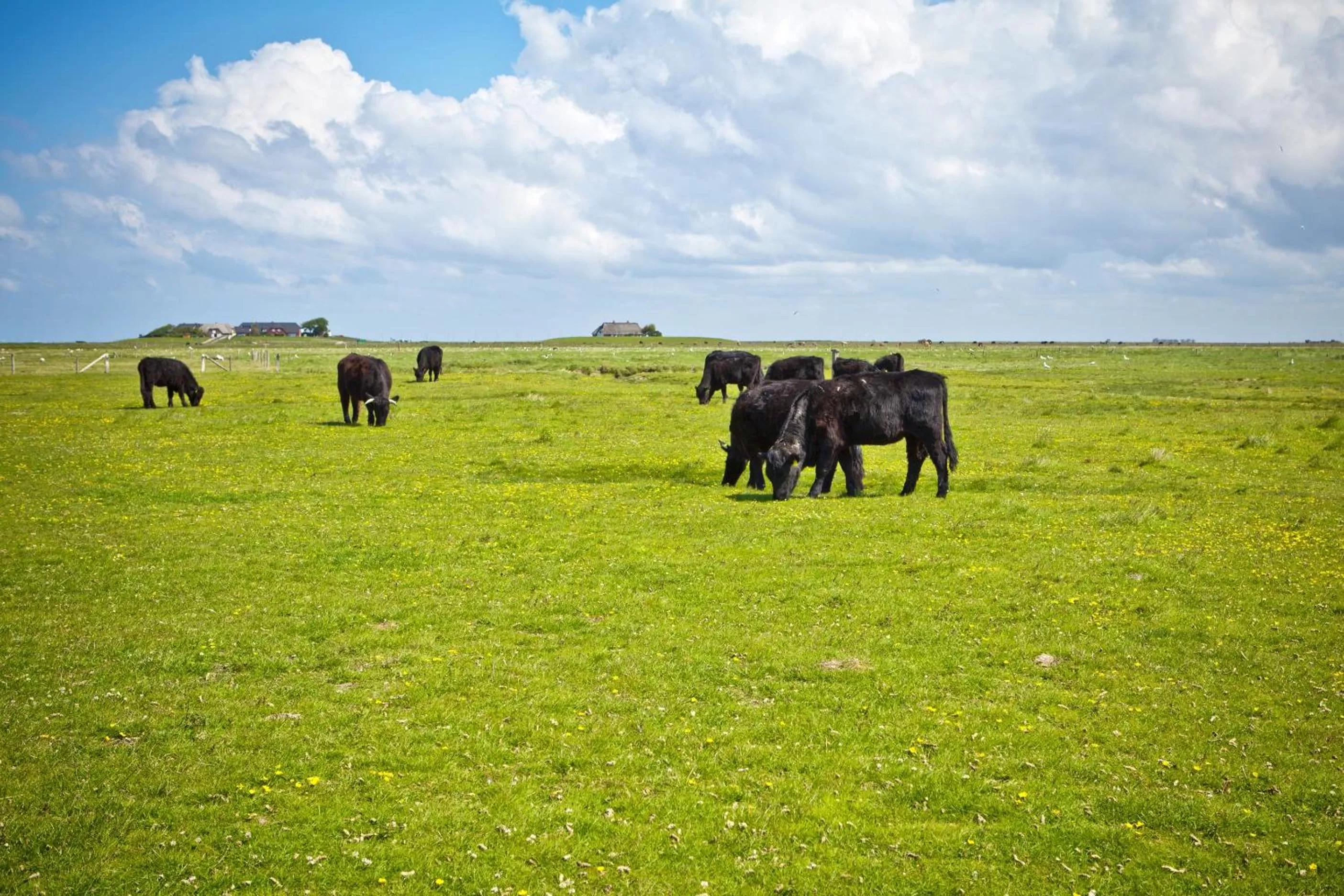 Animals, Other Animals in Anker's Hörn