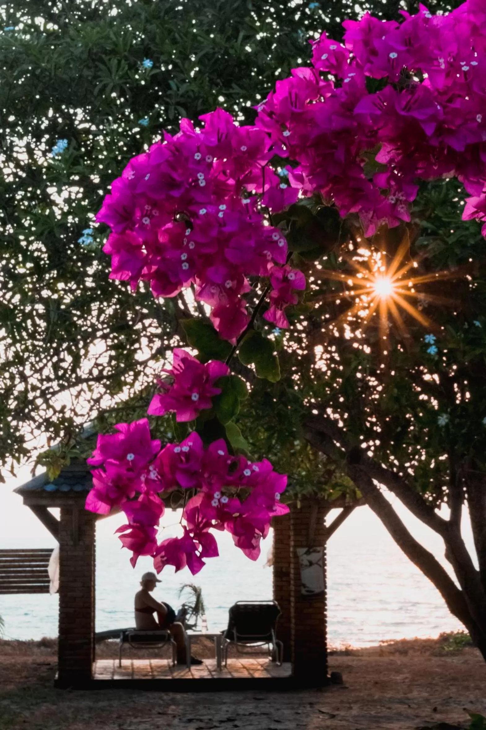 Garden in Frangipani Langkawi Resort