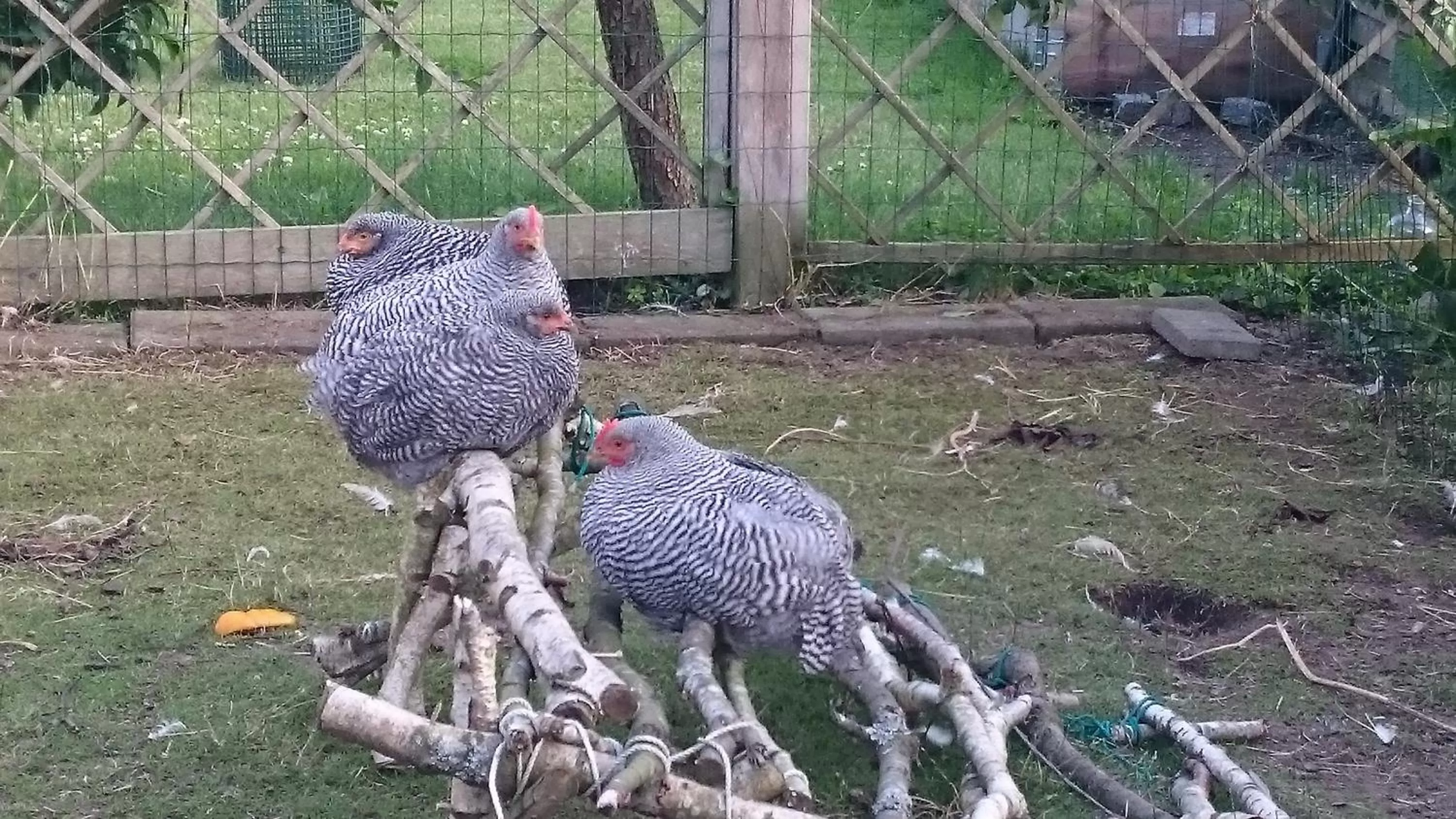 Animals, Other Animals in Dåstrup Bed & Breakfast