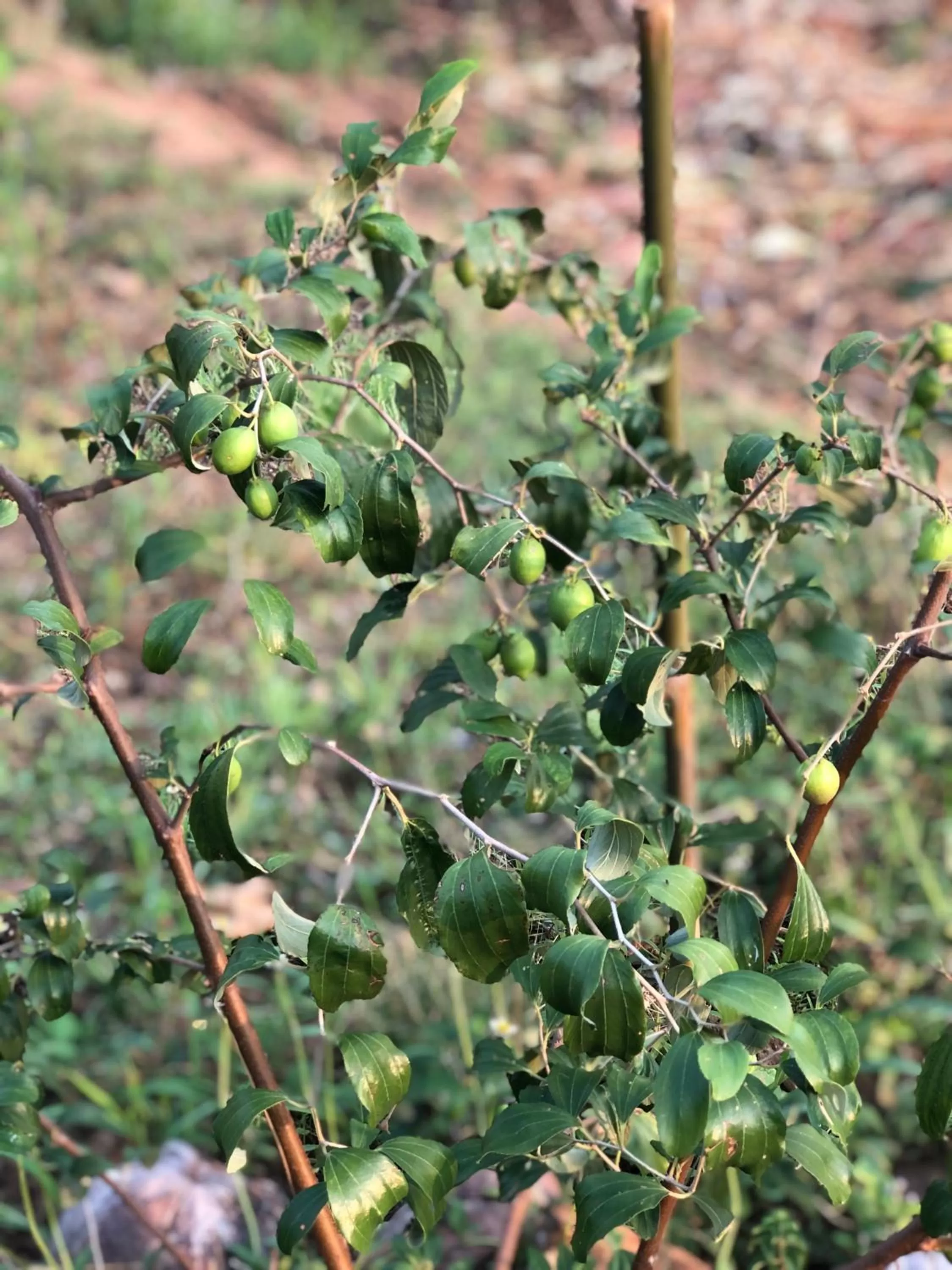 Garden in Pura Vida Pai Resort