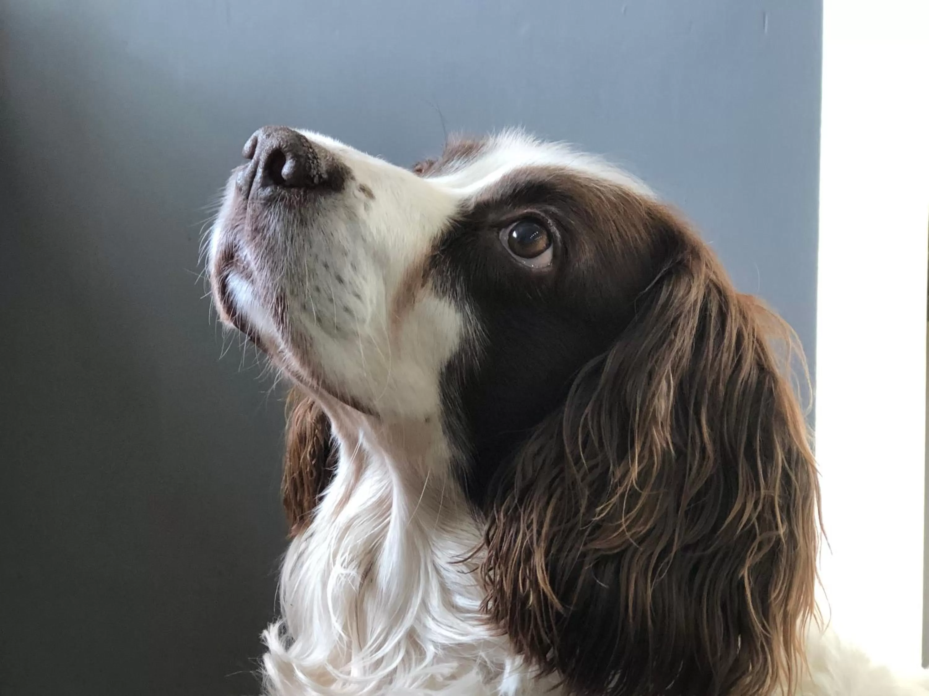 Animals in West View Lodge