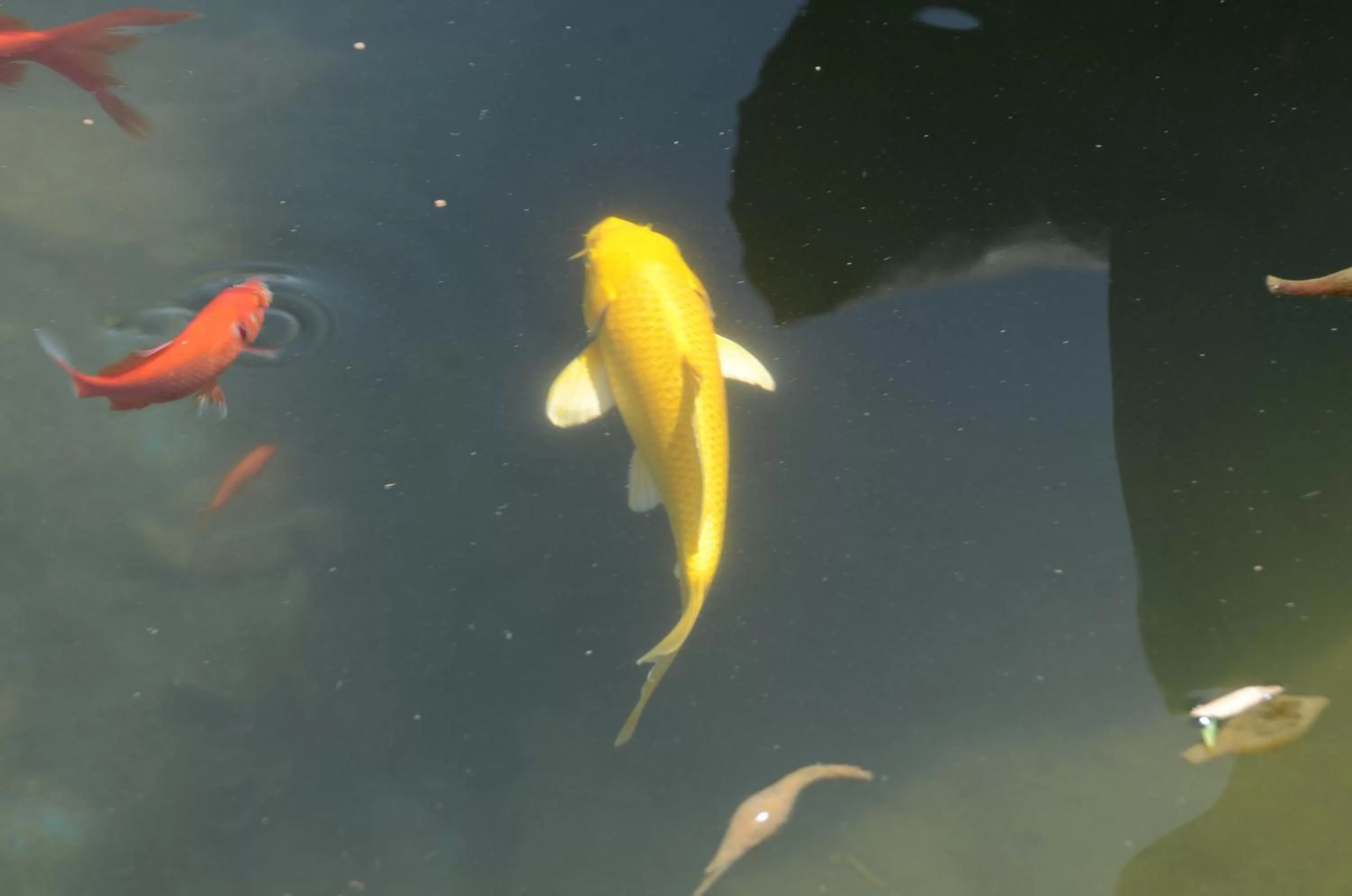 Snorkeling/Diving in Hotel La Perle