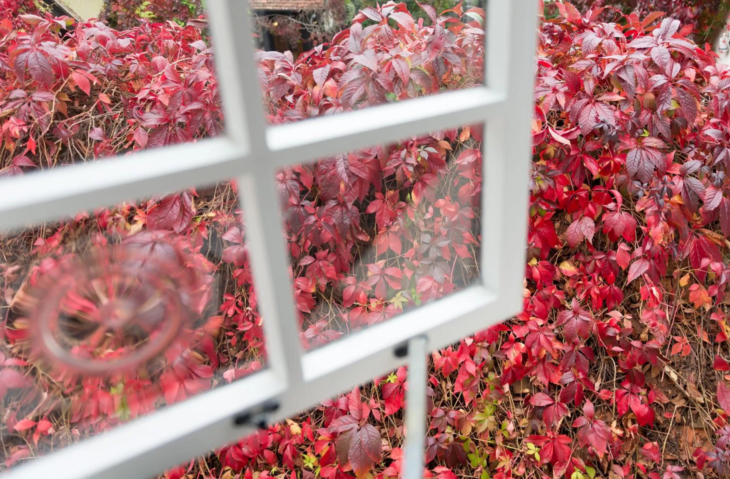 Garden in Best Western Red Lion Hotel