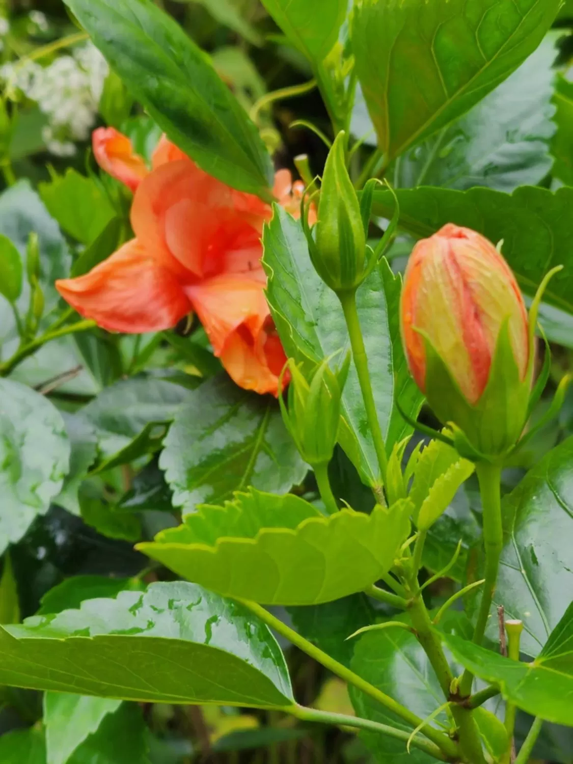 House of 1833 Bed and Breakfast