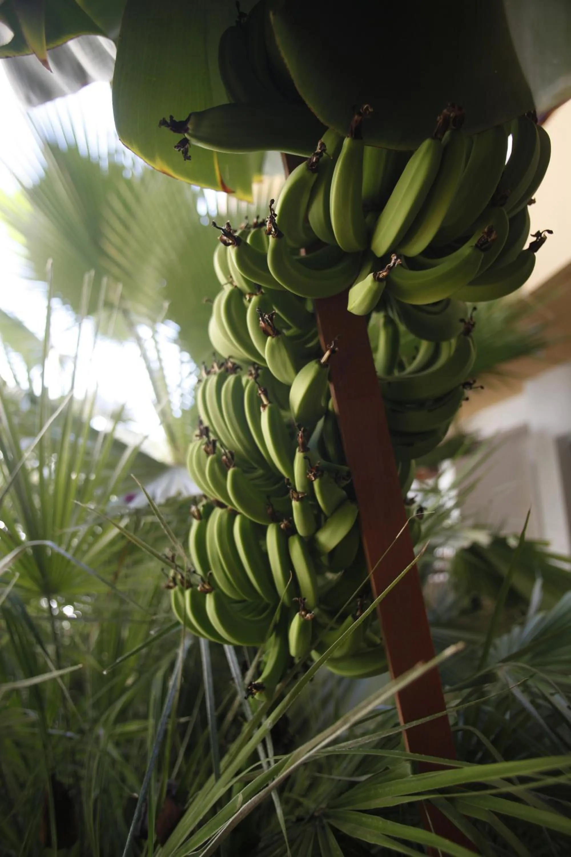 Garden in Faedra Beach