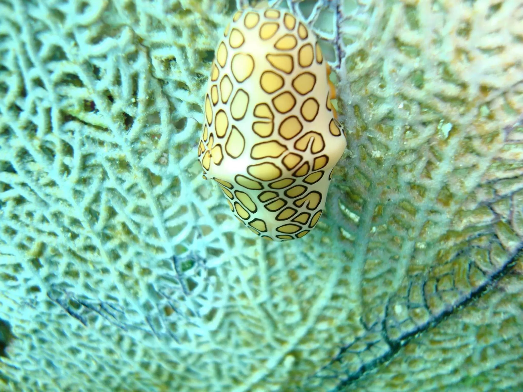 Snorkeling in Rancho Sakol