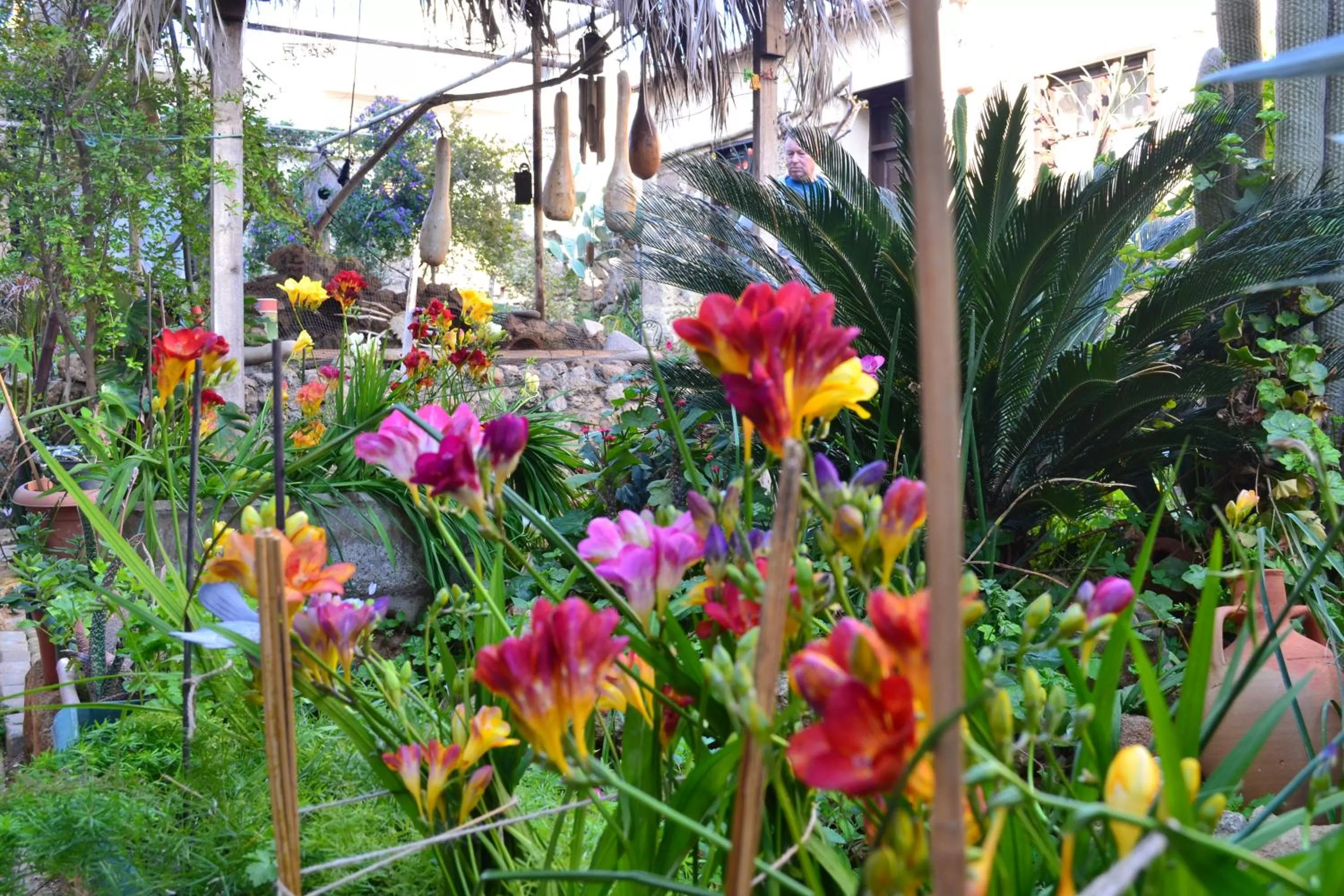 Garden in Mystery Garden Guest House