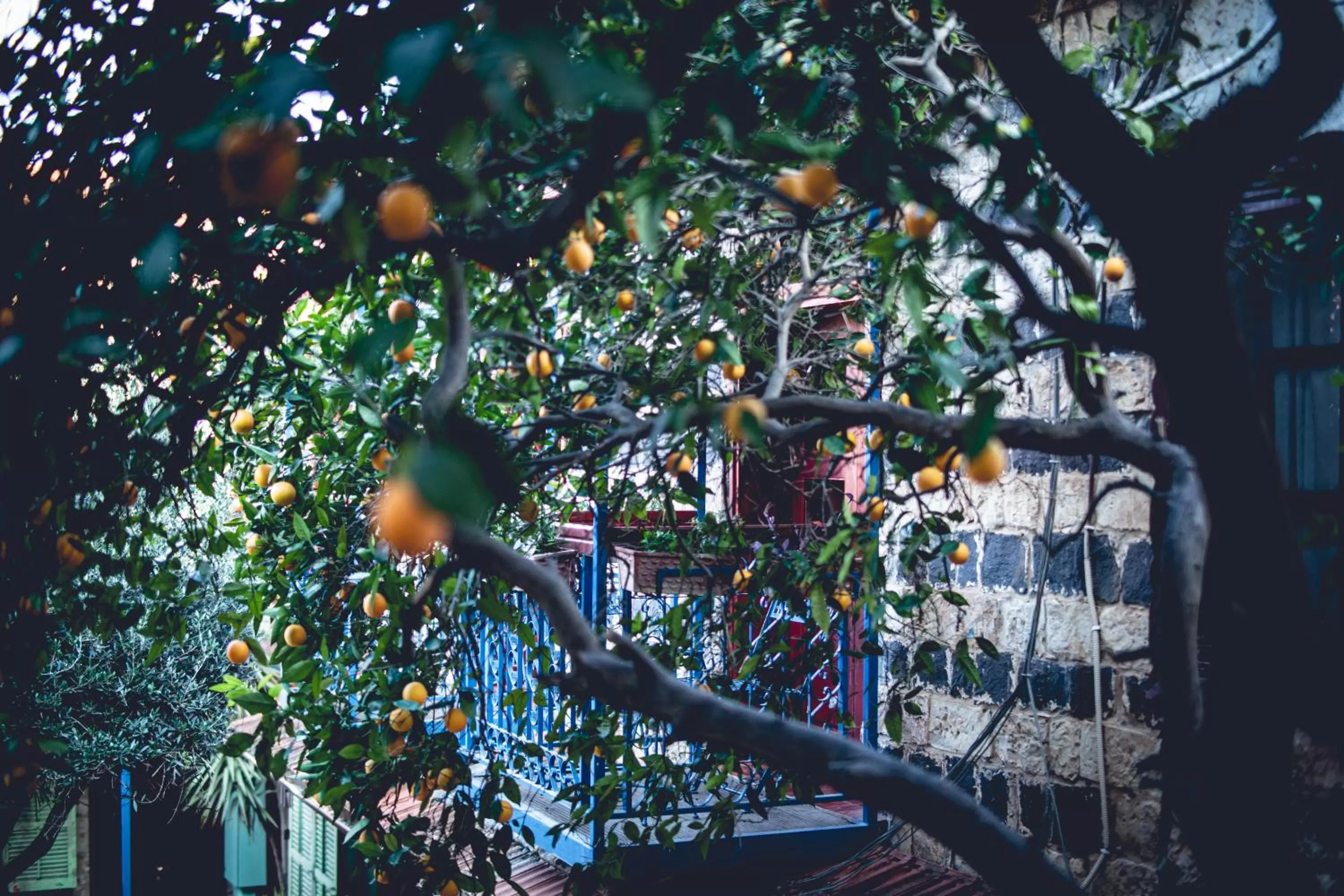 Property building in וילה תהילה המחודש - The new Villa Tehila