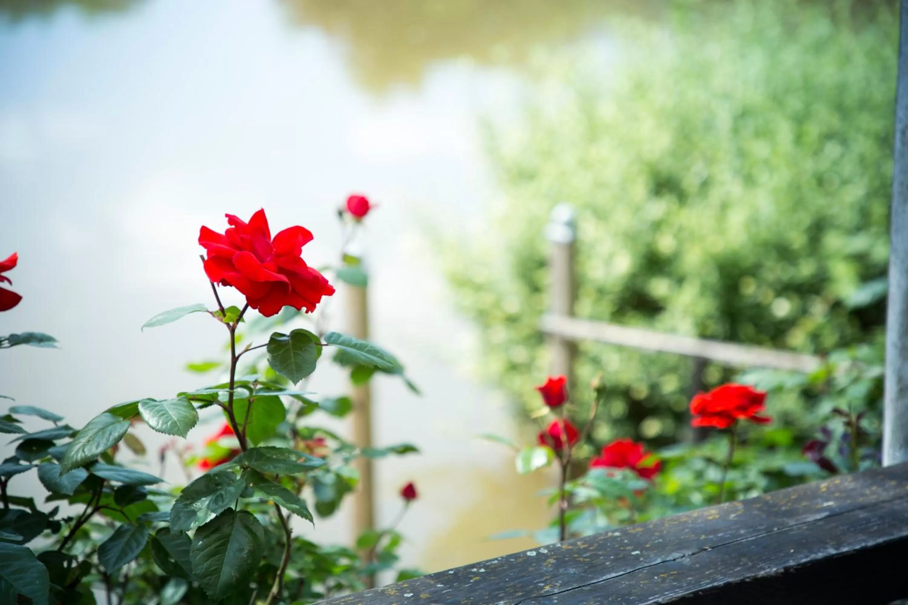 Summer in Altes Eishaus, Hotel & Restaurant