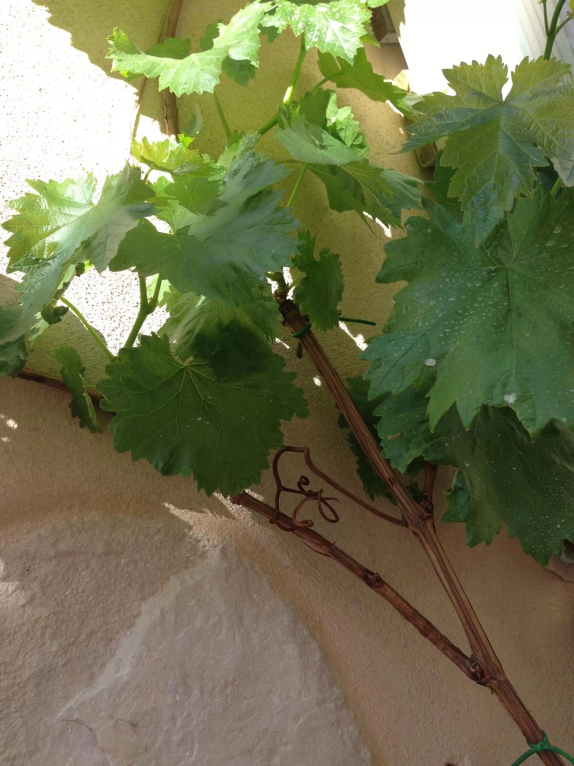 Facade/entrance in Casa 28