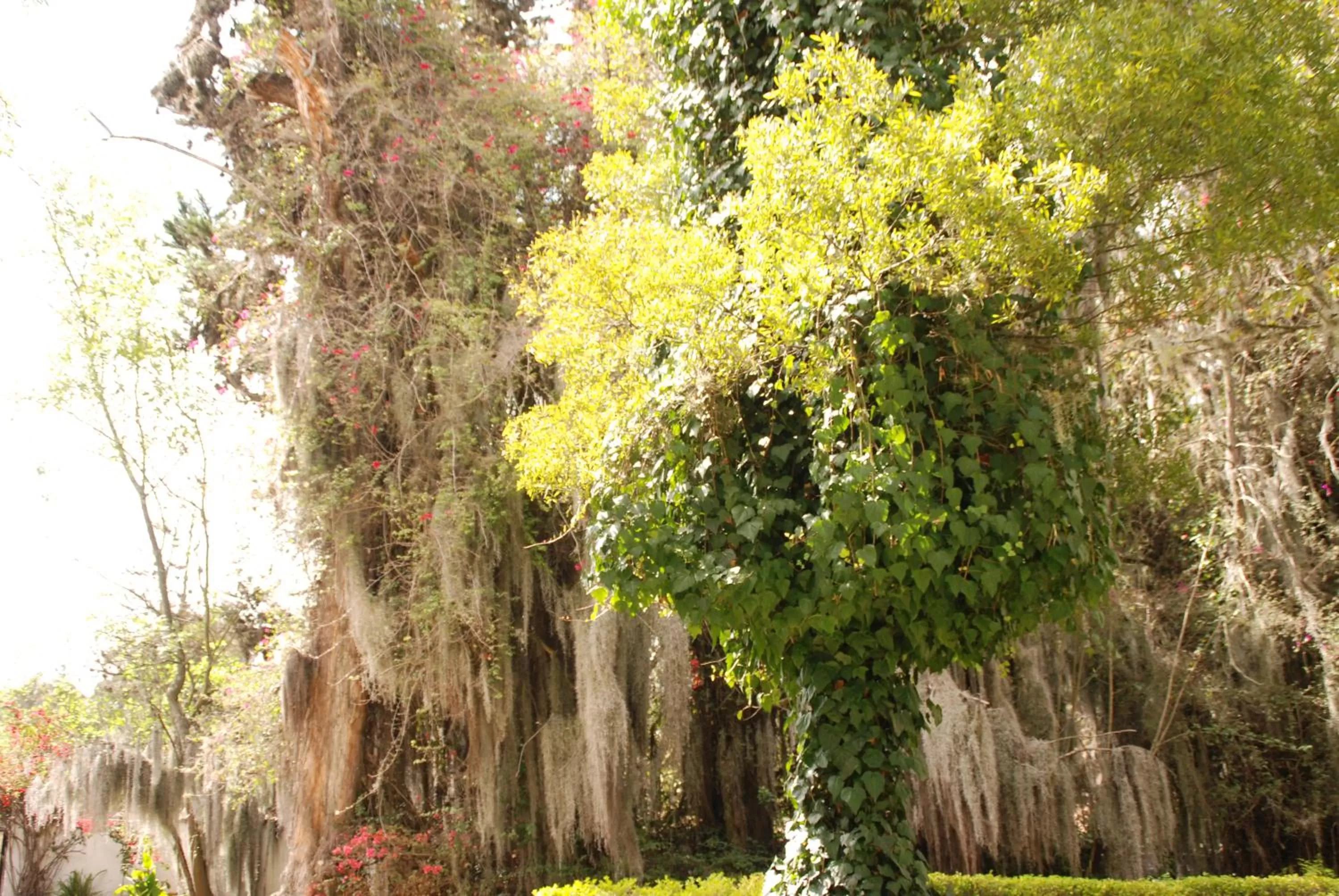Garden in Hotel Hacienda Suescún