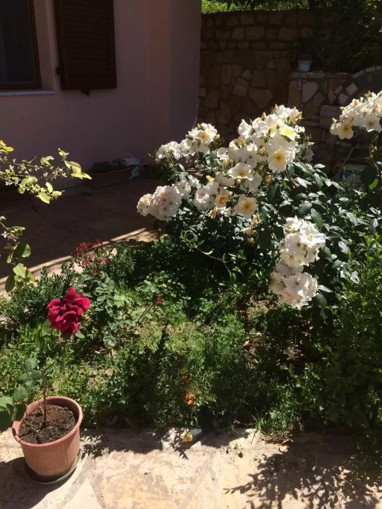 Garden in Guesthouse Villa Rosa Berat