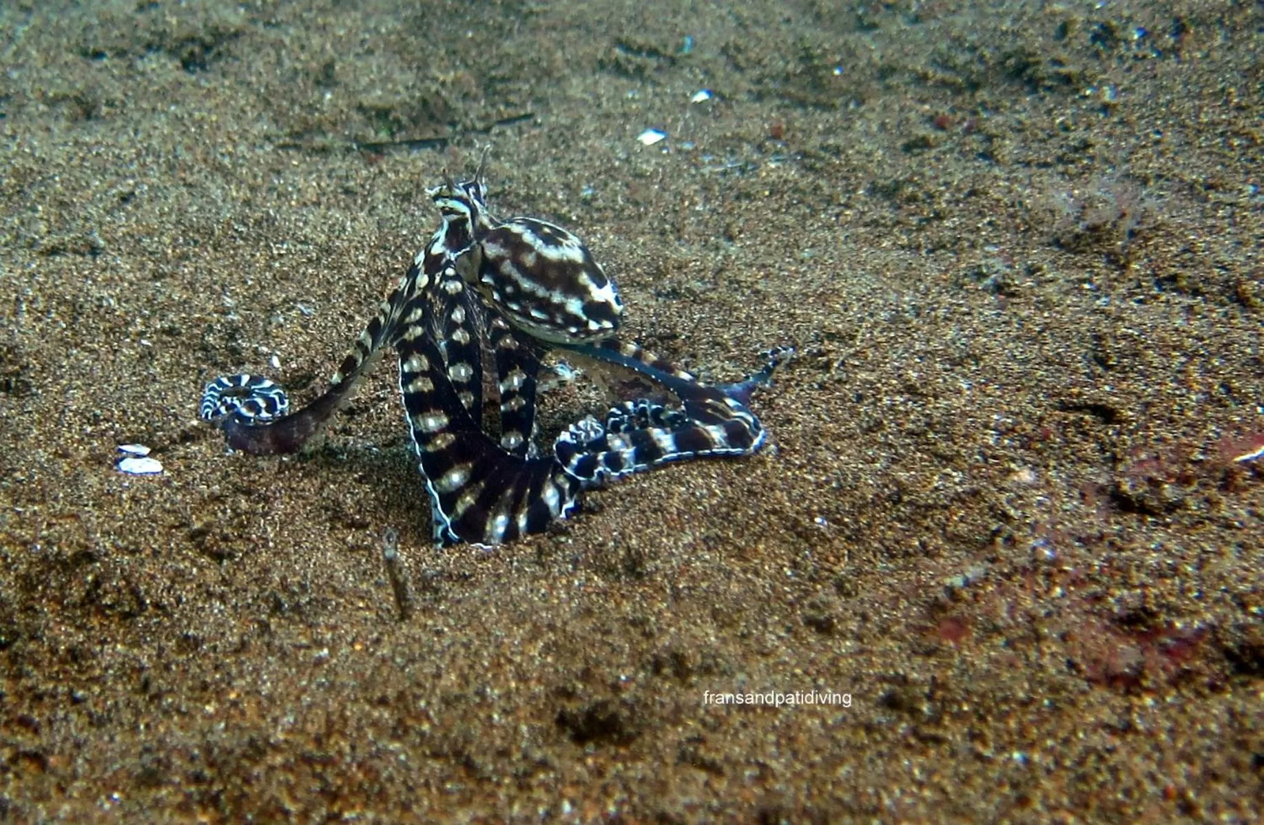 Diving in AivyMaes Divers Resort