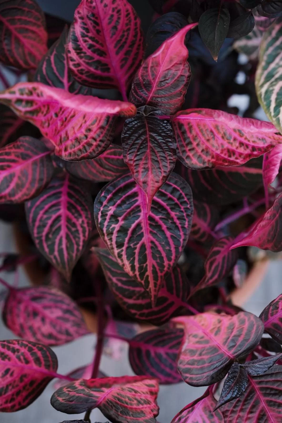 Food in Hotel Vila Bruci