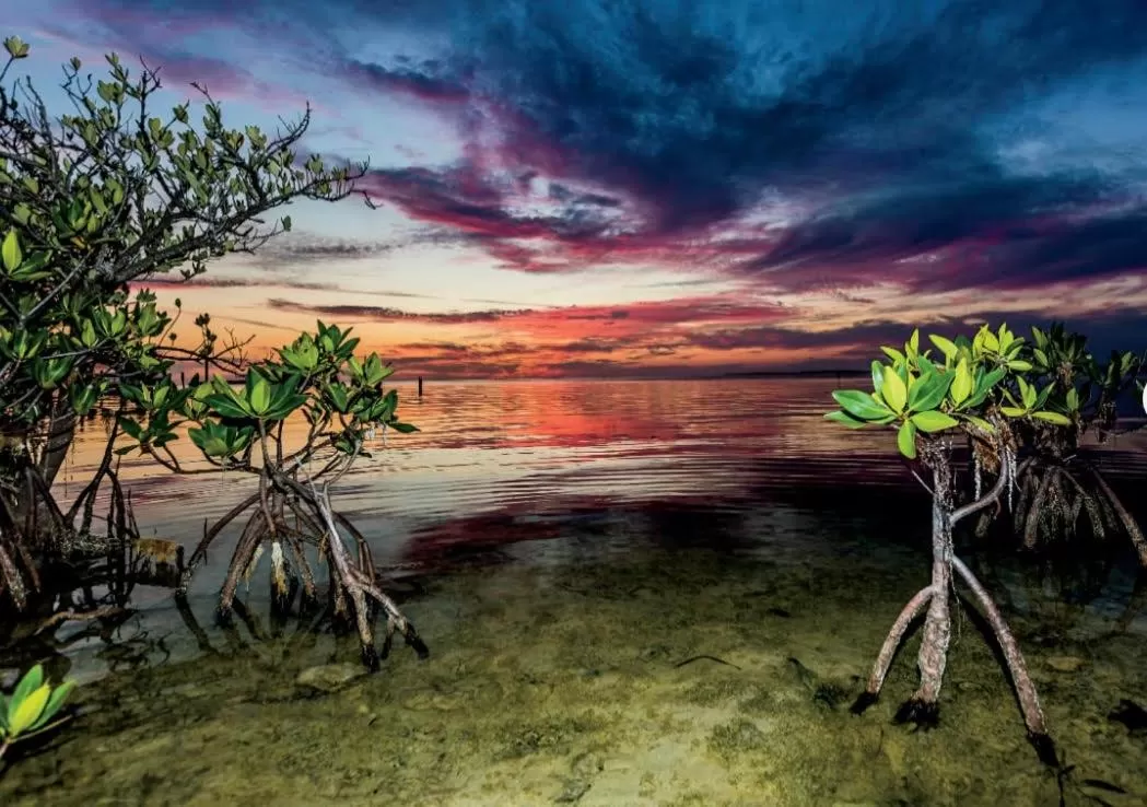 Natural landscape in Conch Key Fishing Lodge & Marina