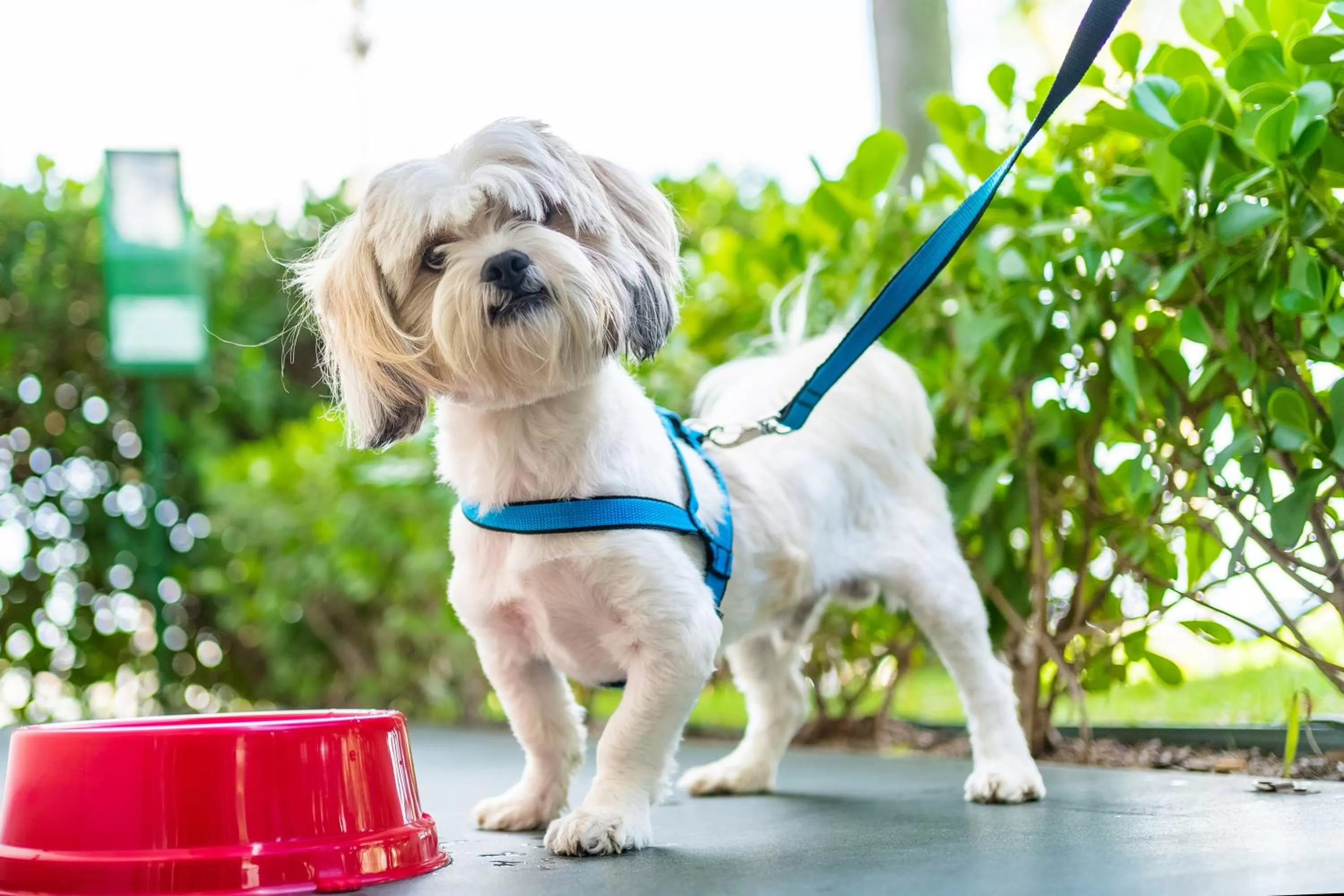 Pets in ibis Sorocaba