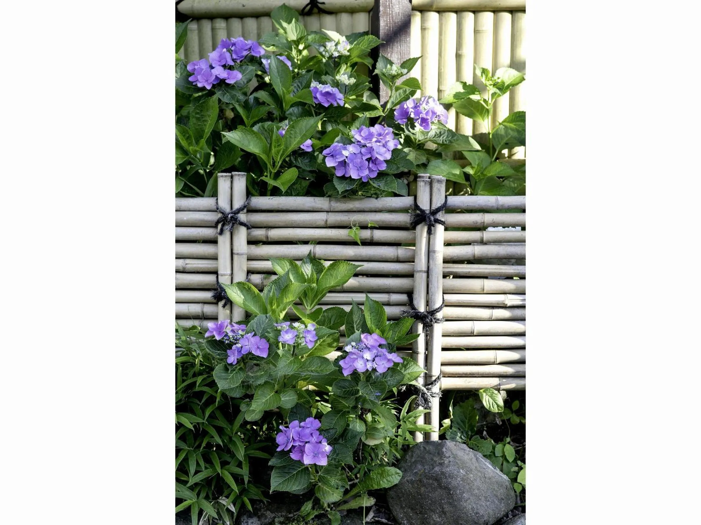 Summer in Ryokan Warabino