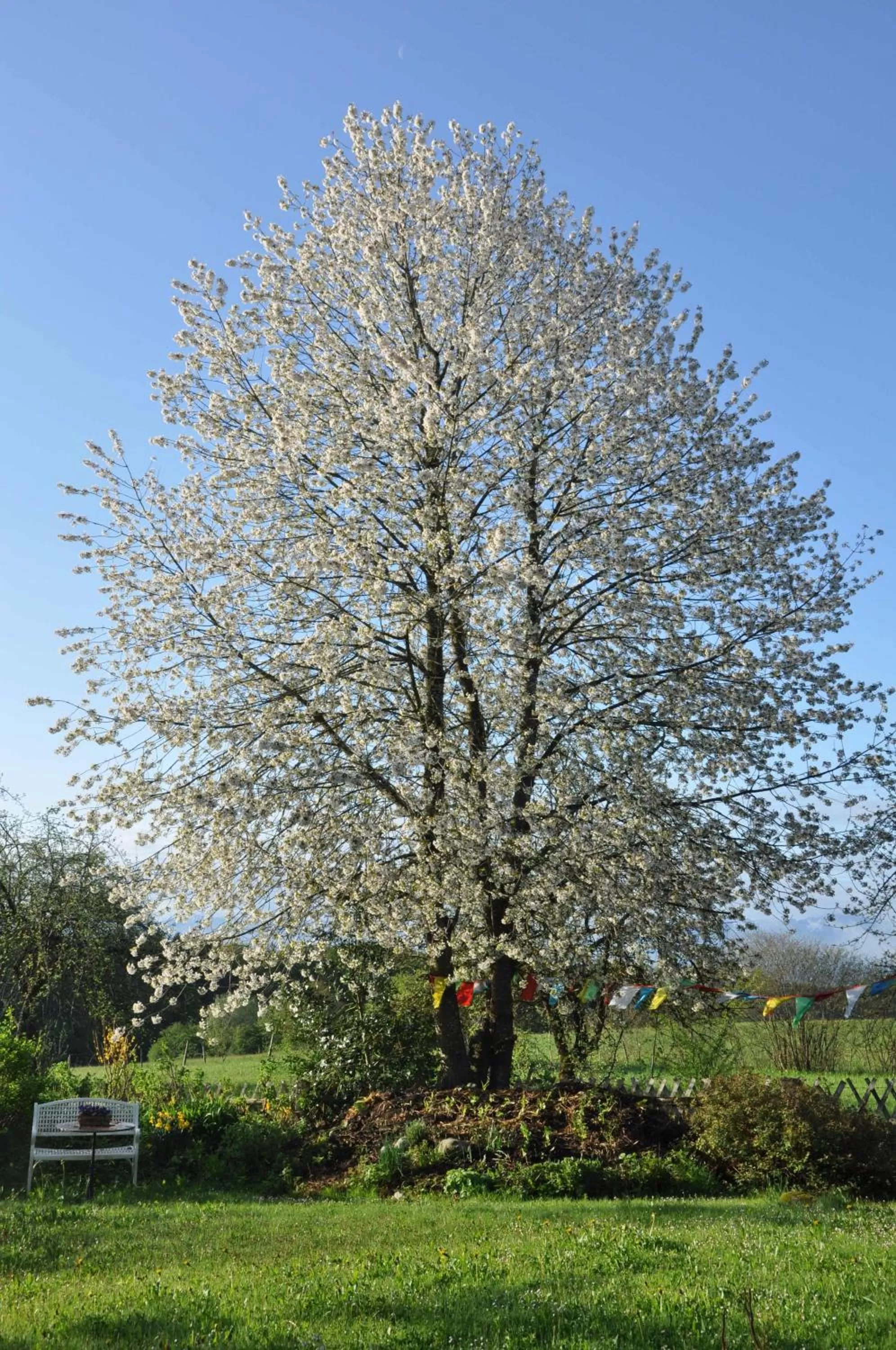Garden in Bed and Breakfast Bavaria München