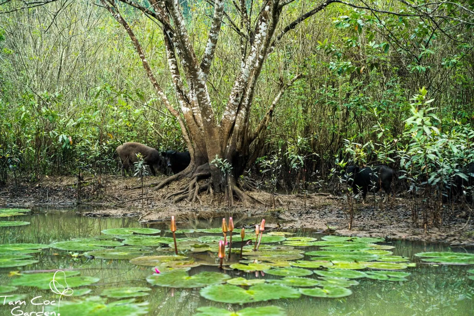 Natural landscape in Tam Coc Garden Resort