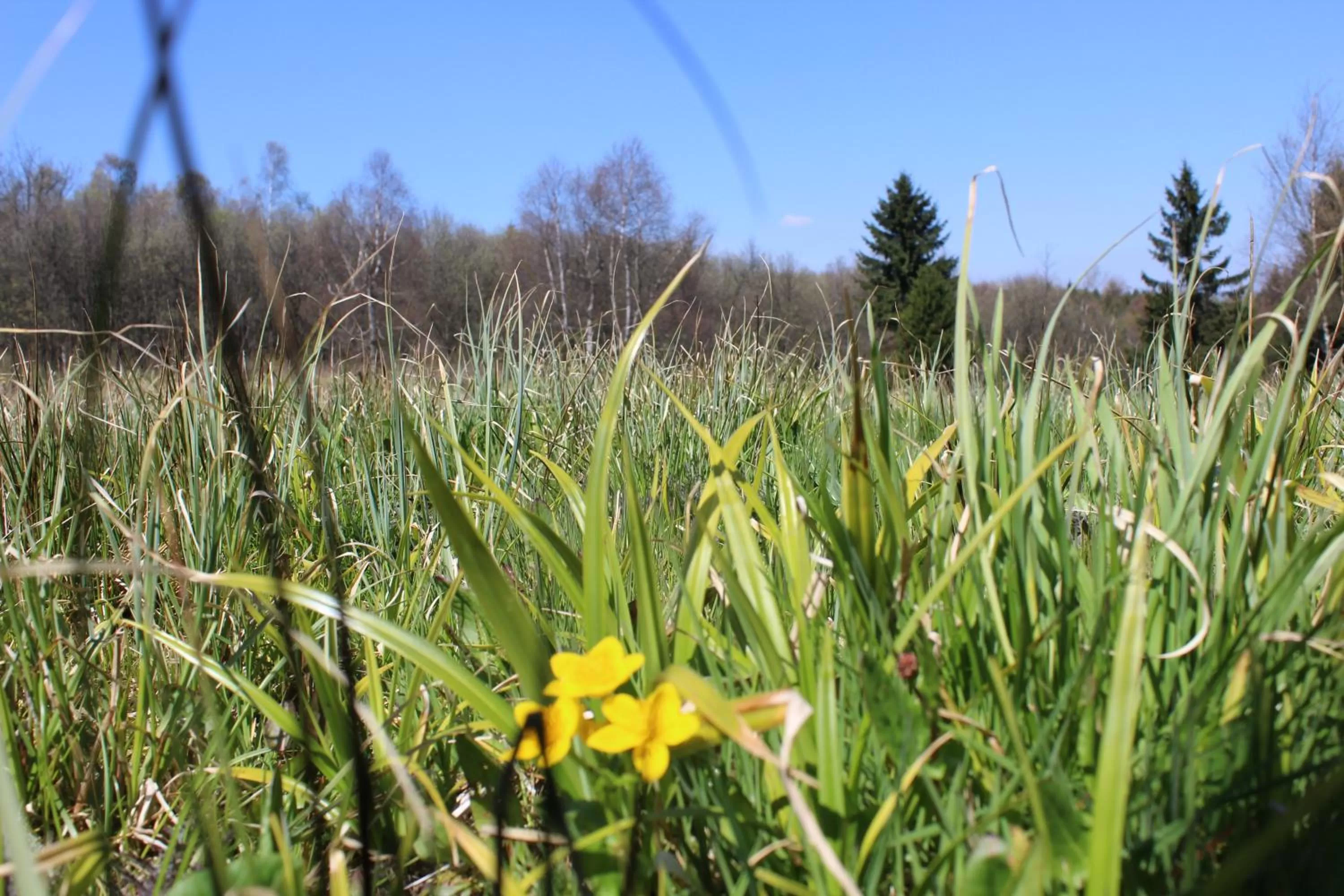 Natural landscape, Garden in Waldgasthof Bad Einsiedel