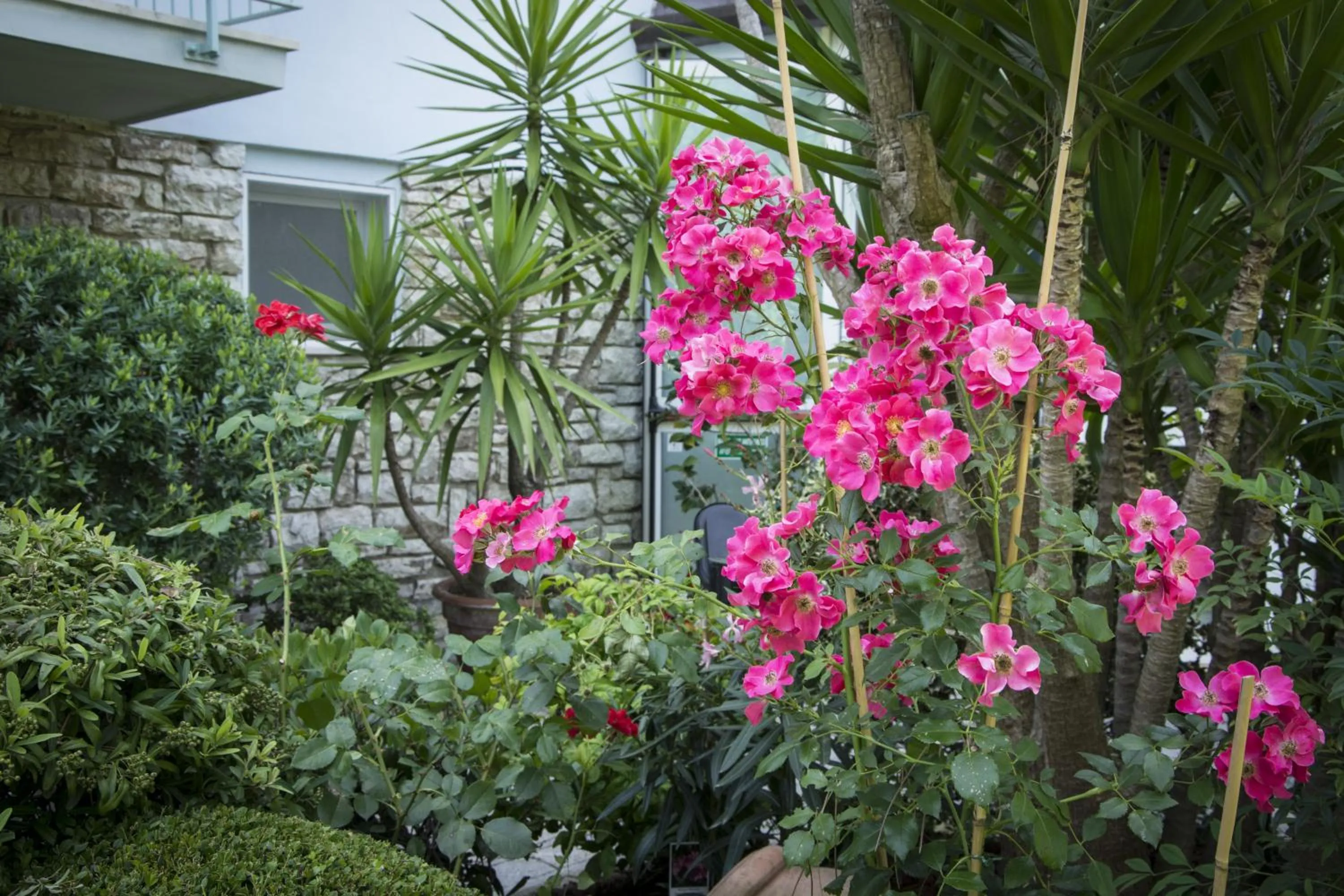 Garden in Hotel Riviera Blu