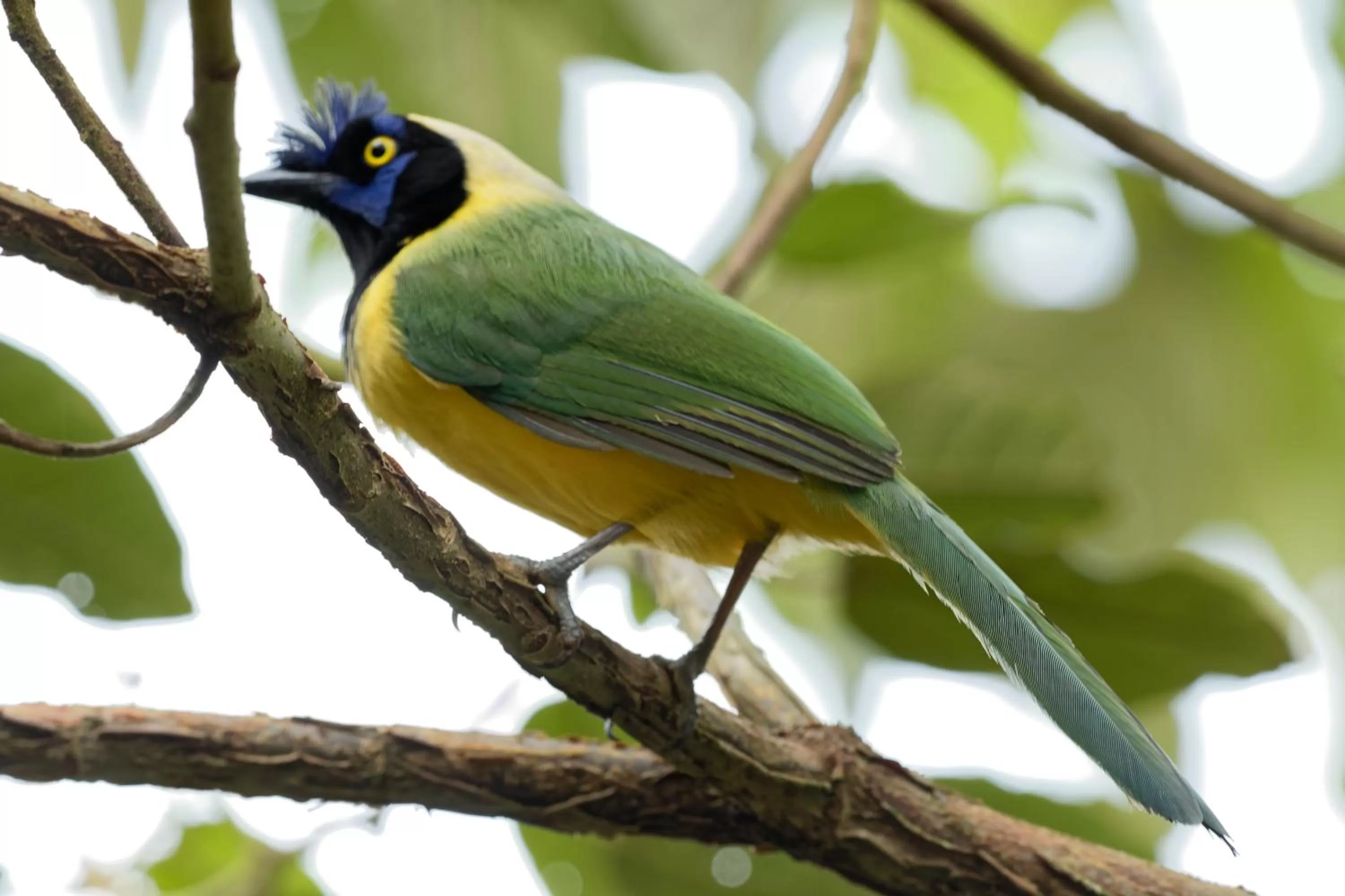 Other Animals in Mirador Finca Morrogacho