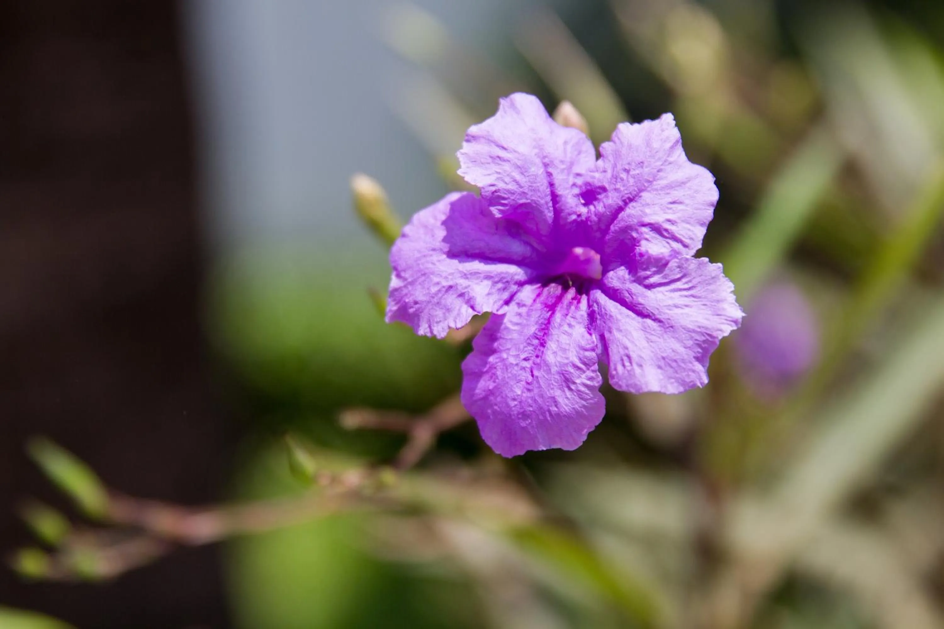 Garden view in Good Time Resort