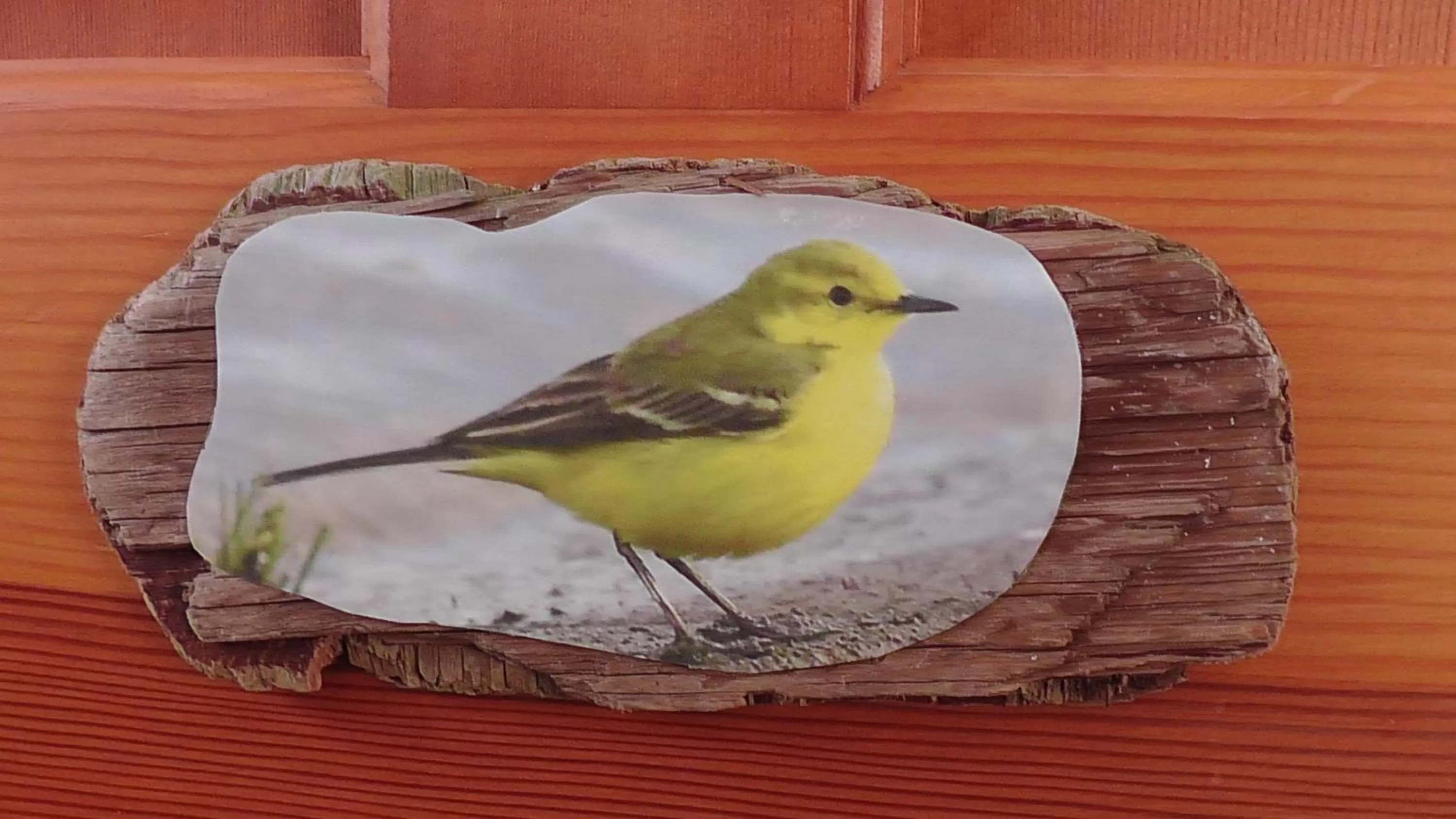 Decorative detail, Other Animals in Wagtail Lodge