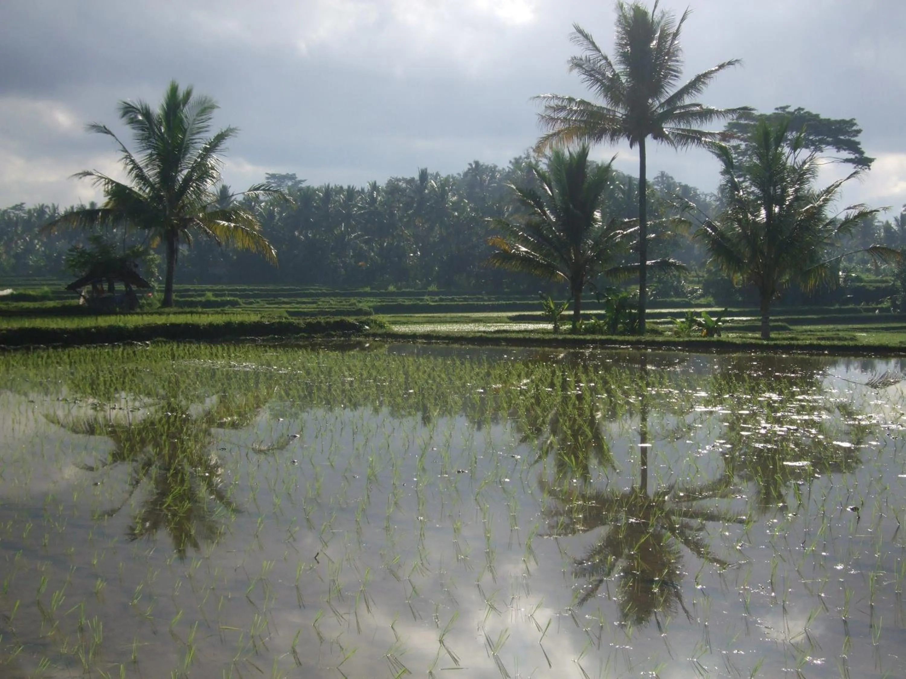 Natural landscape in Villa Puri Darma Agung