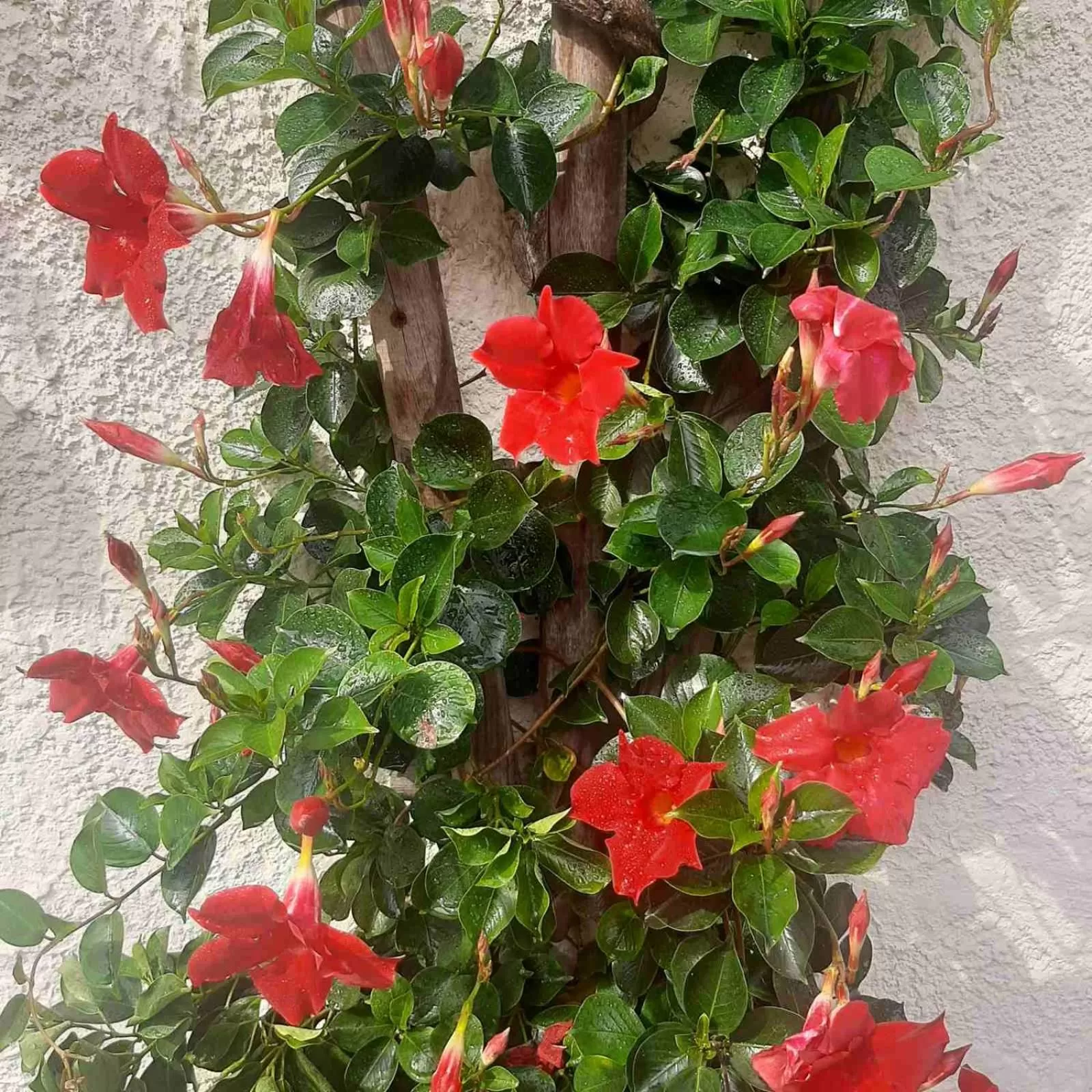 Property building, Garden in Golden Lion