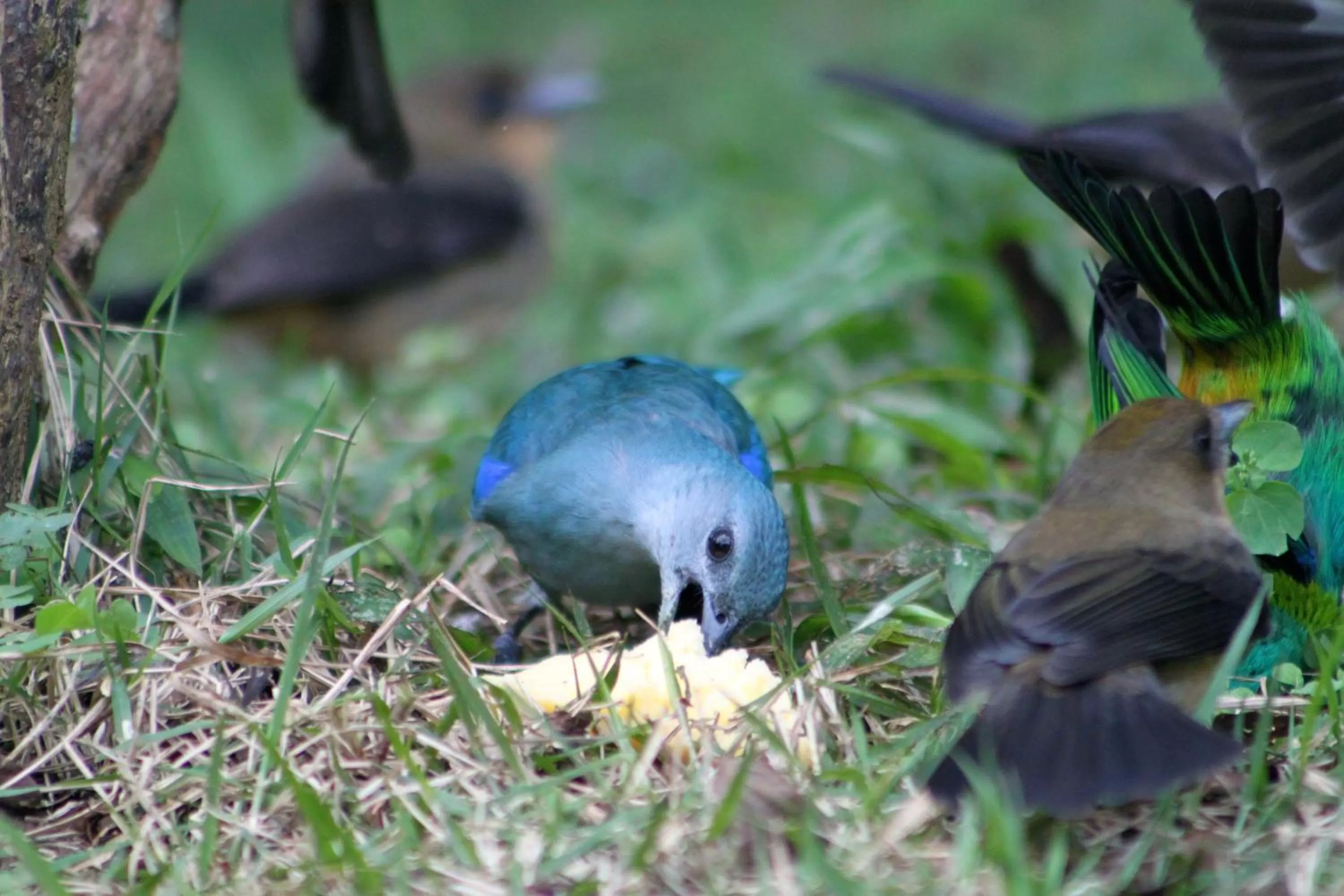 Animals, Other Animals in Pousada da Rosa