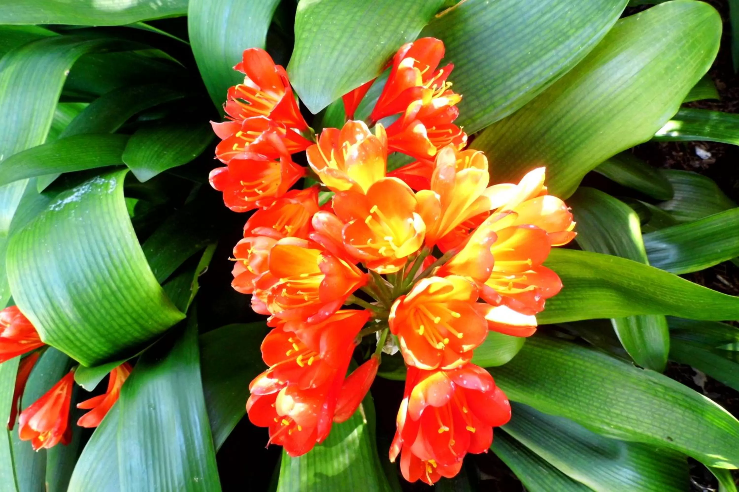 Garden in Motel Marengo