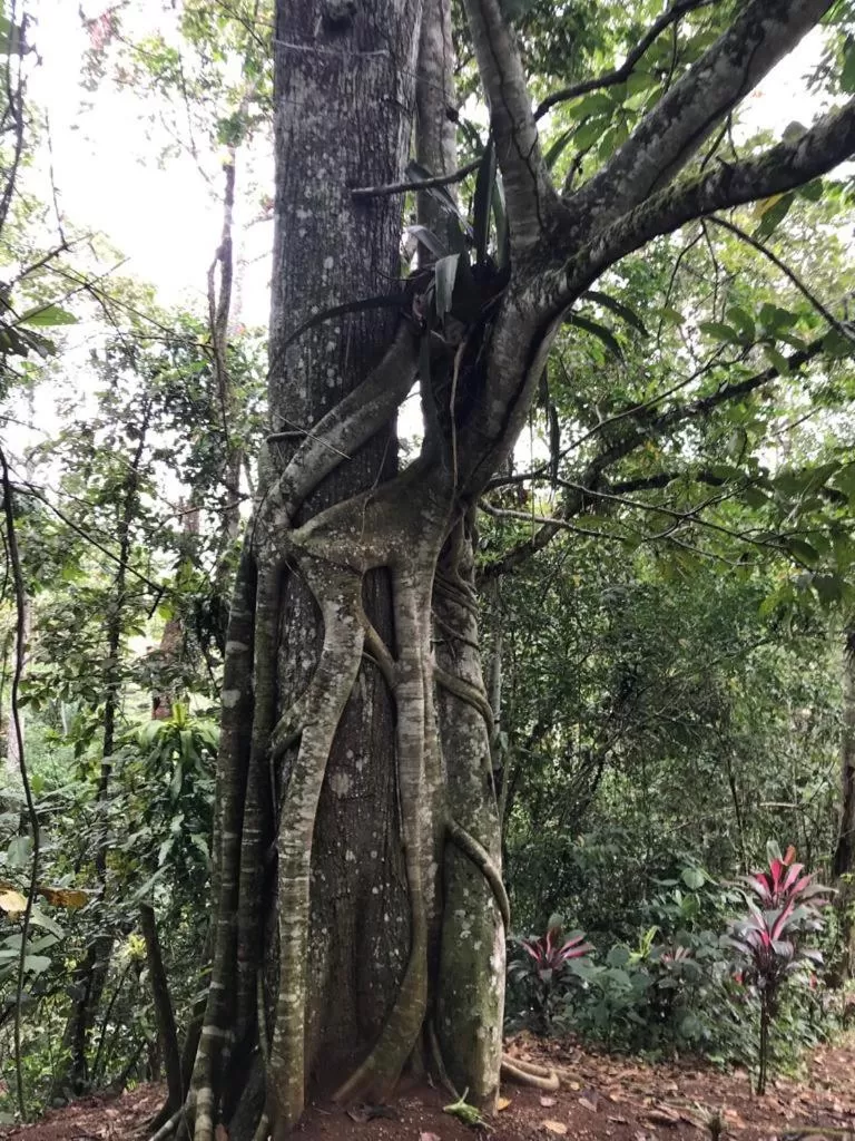Nearby landmark in Hotel Green Mountain turrialba