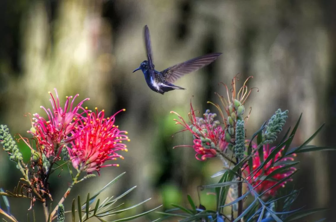 Other Animals in Pousada Canto Bella Terra