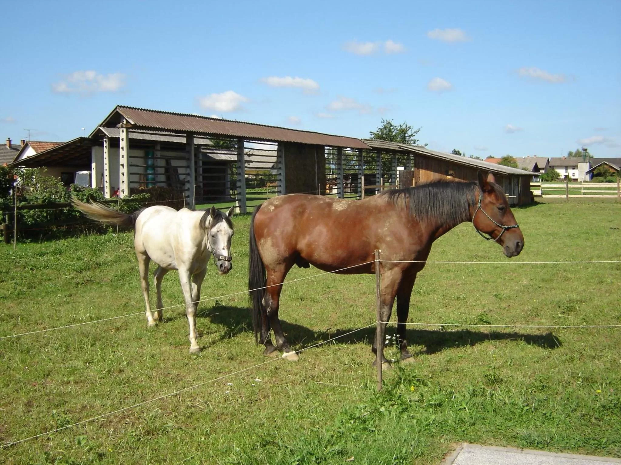 Animals in Rooms & Apartments Jana