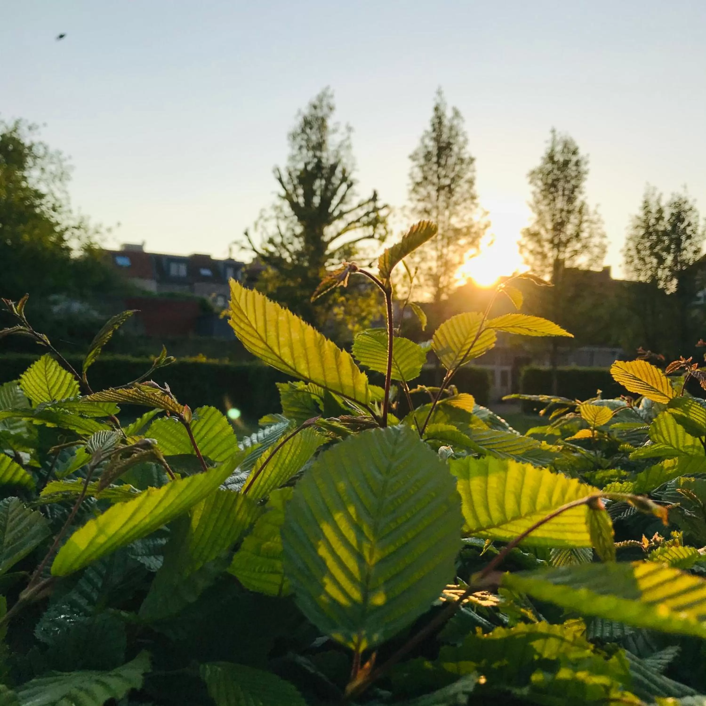 Garden in B&B 't Kasteel & 't Koetshuys
