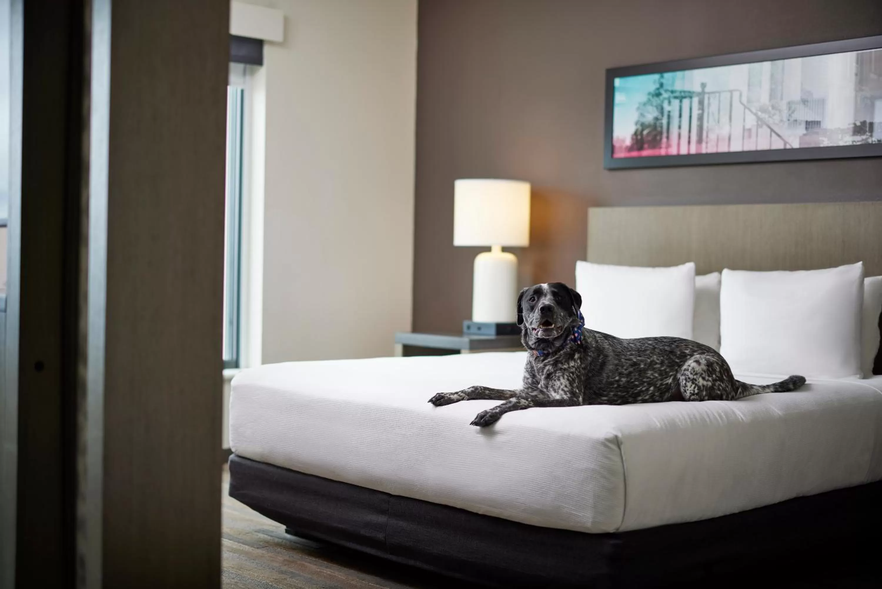 Pets, Bed in Hyatt House Denver/Downtown
