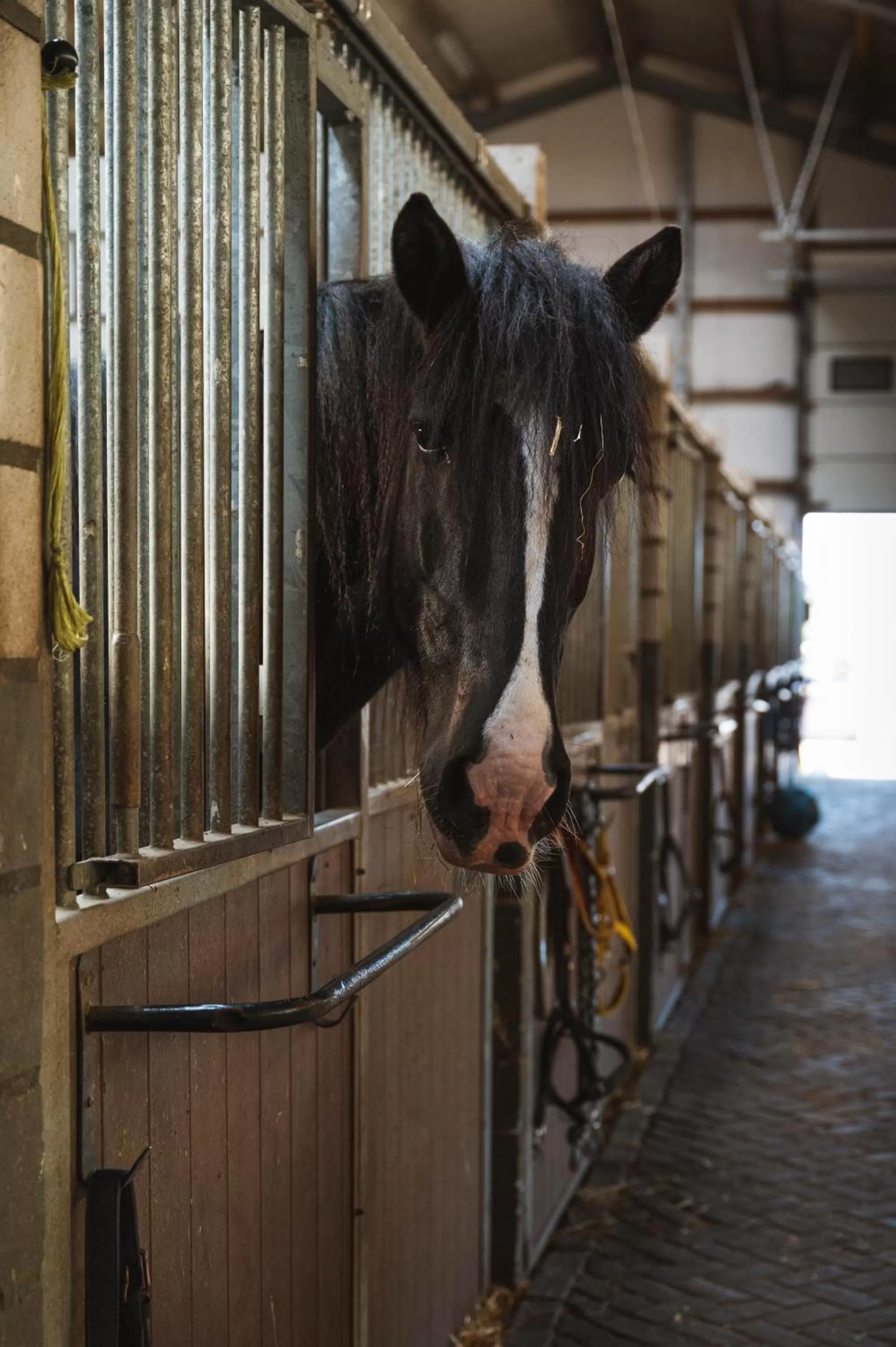 View (from property/room), Pets in Hotel-Herberg D'n Dries